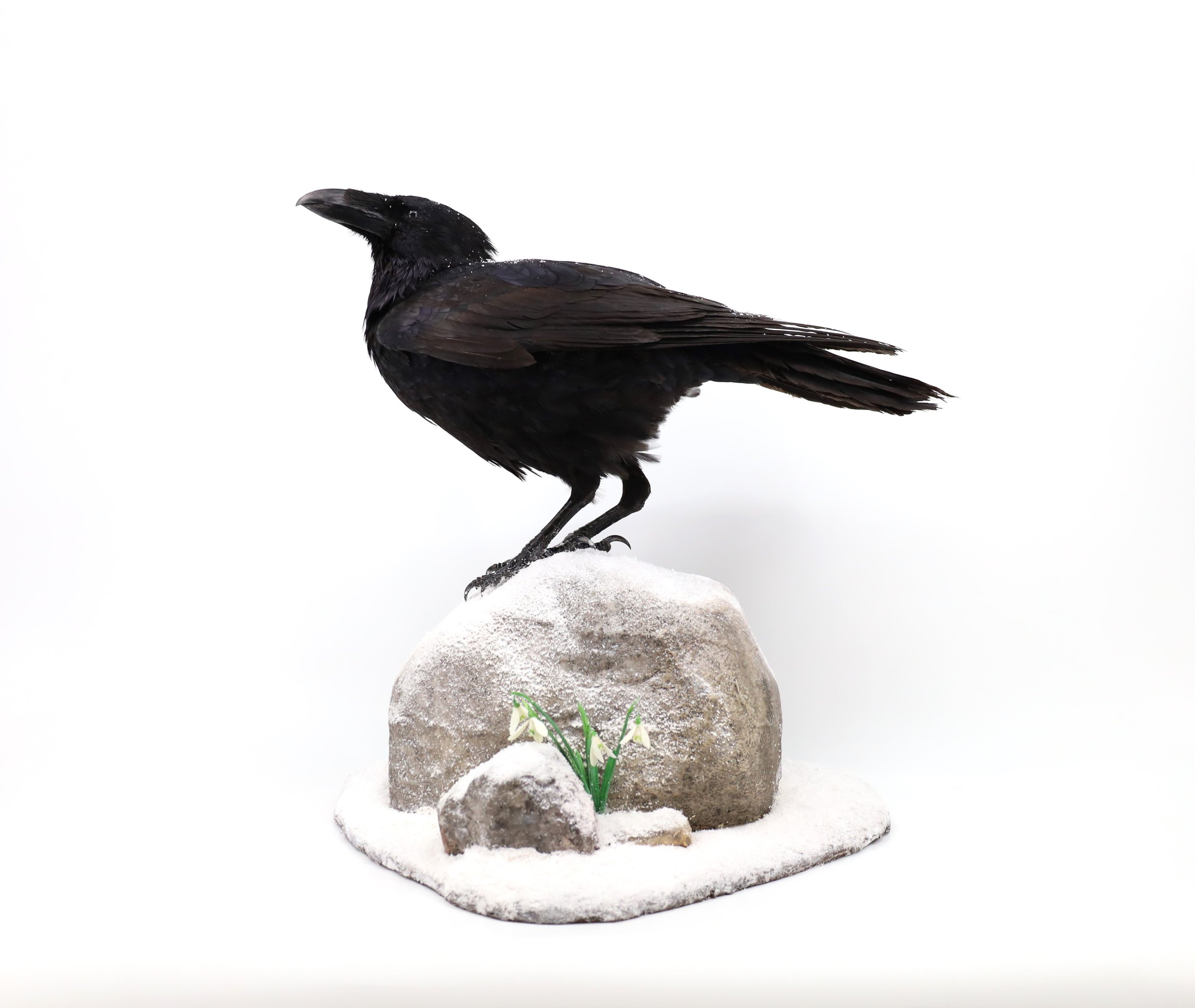 %p  Vogelpräparat Rabe