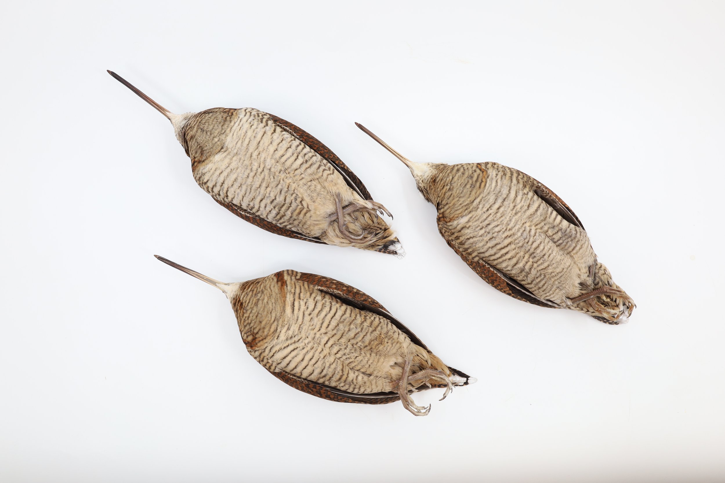 %p Vogelbälge Waldschnepfen