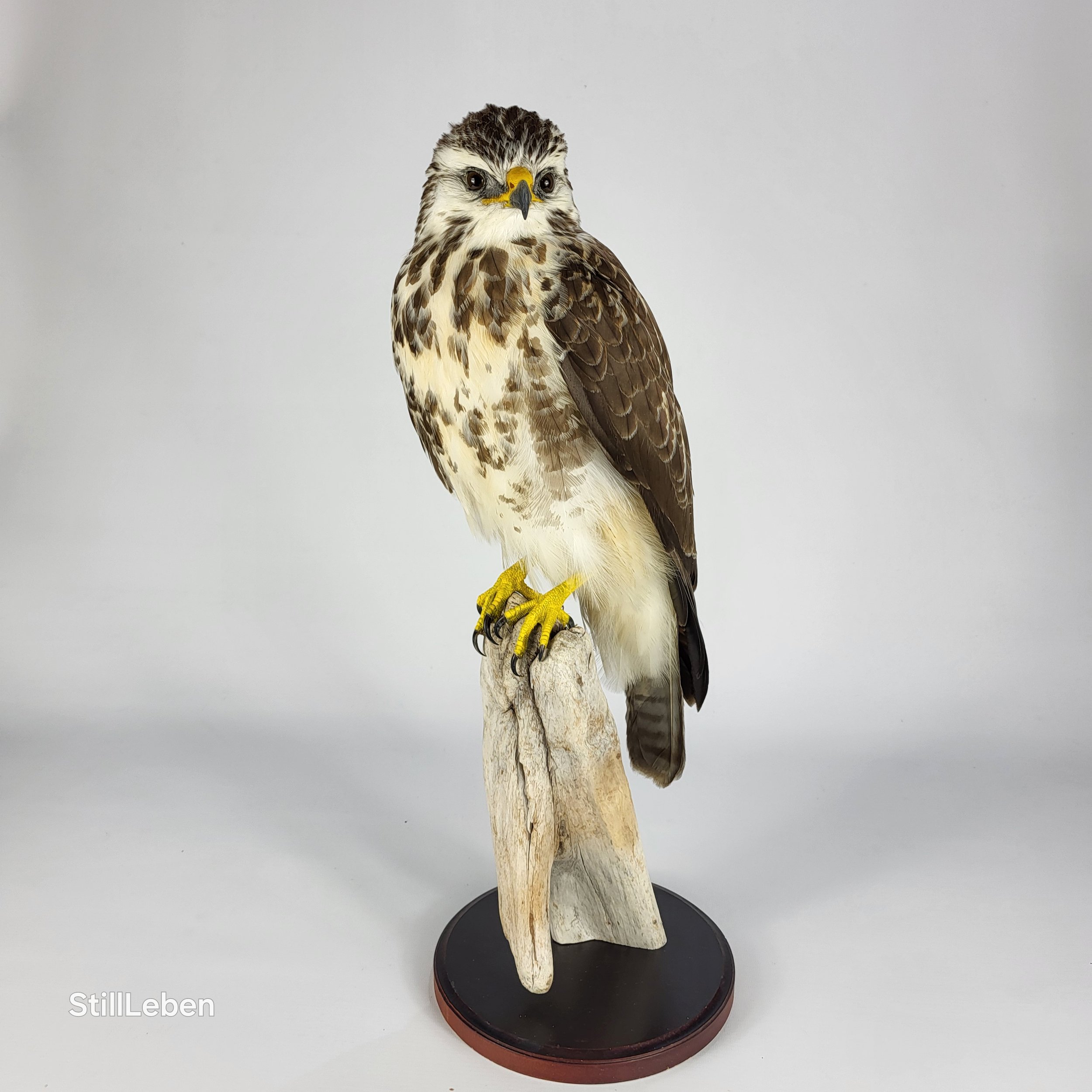 Ein präparierter Raubvogel, möglicherweise ein Bussard, steht auf einem Holzstück. Der Vogel hat braune und weiße Federn mit gelben Krallen und einem gebogenen Schnabel. Hintergrund ist neutral.