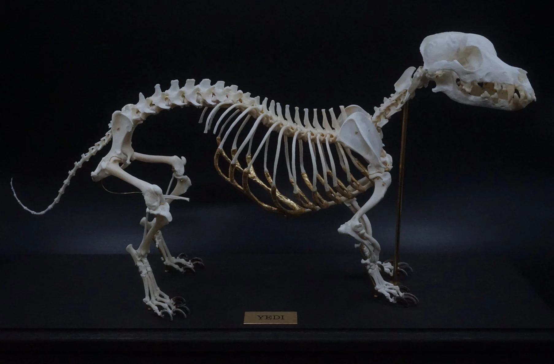 Hundeskelett Corgi-Mix im viktorianischen Stil mit sichtbaren Messingdrähten