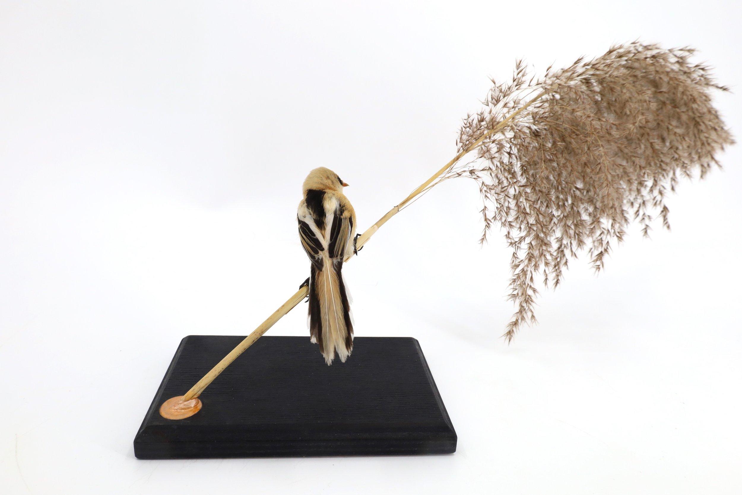 %p  Bartmeise Juvenil