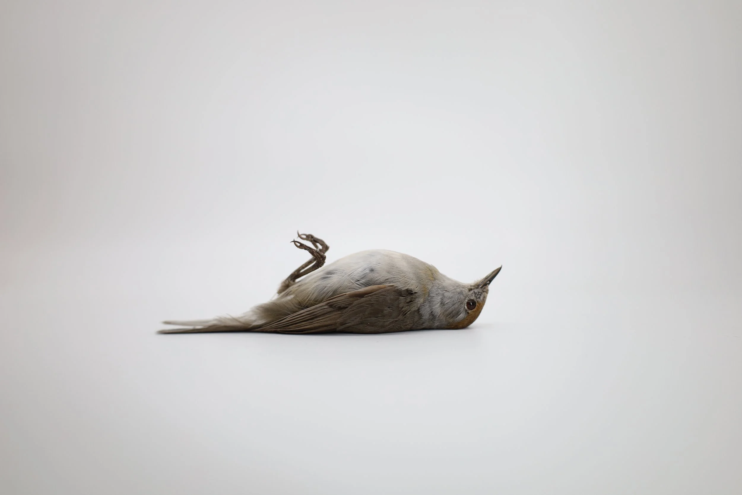 %p Wissenschaftlicher Vogelbalg Mönchsgrasmücke