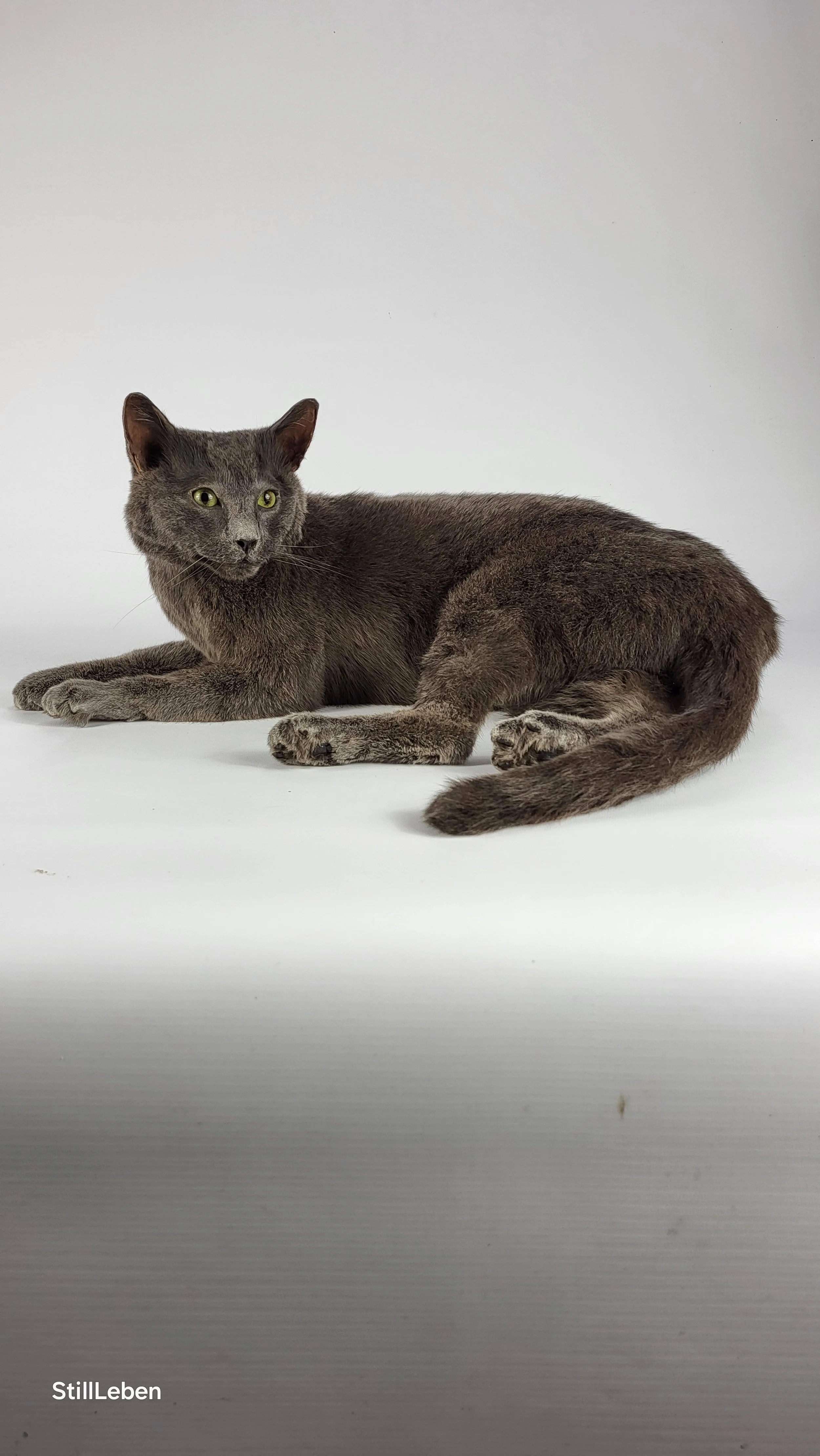 Haustierpräparation Katze: Graue Katze liegt auf weißem Hintergrund.