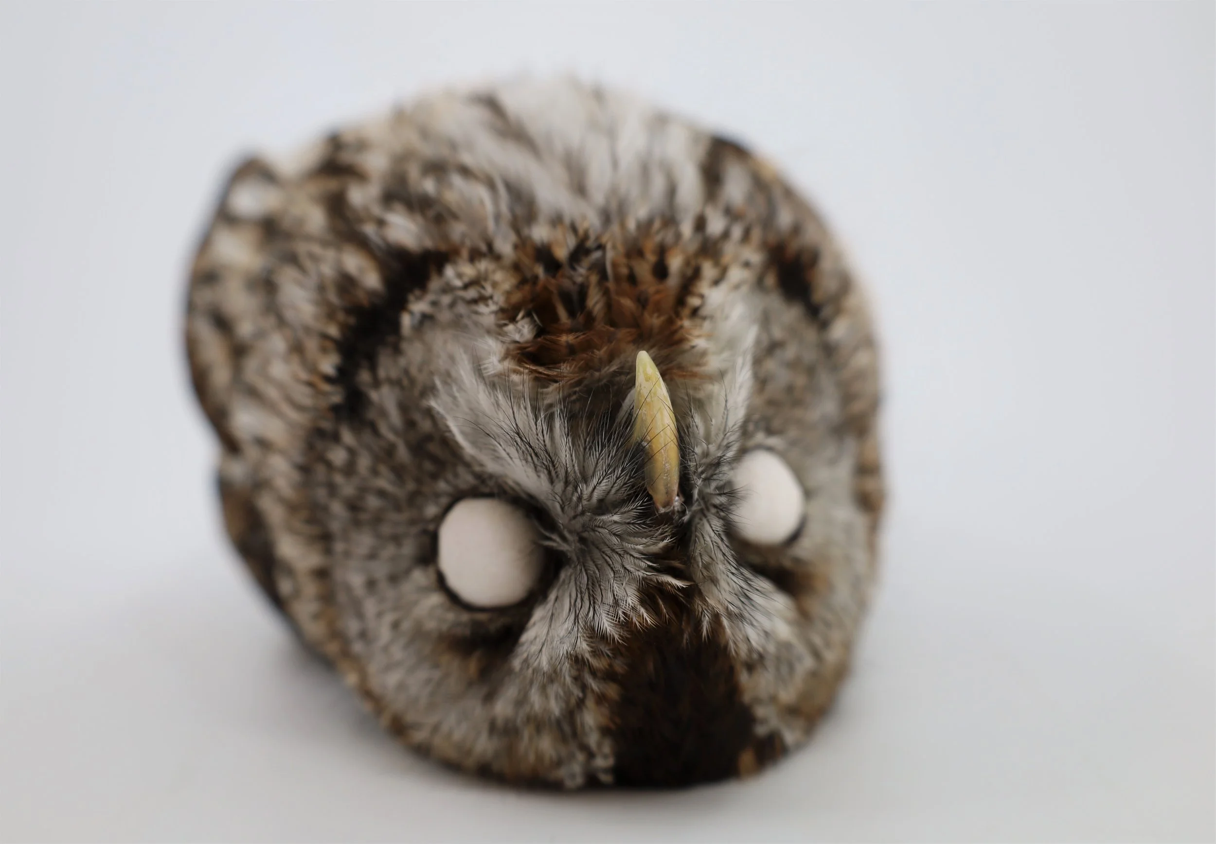 %p Wissenschaftlicher Vogelbalg Waldkauz