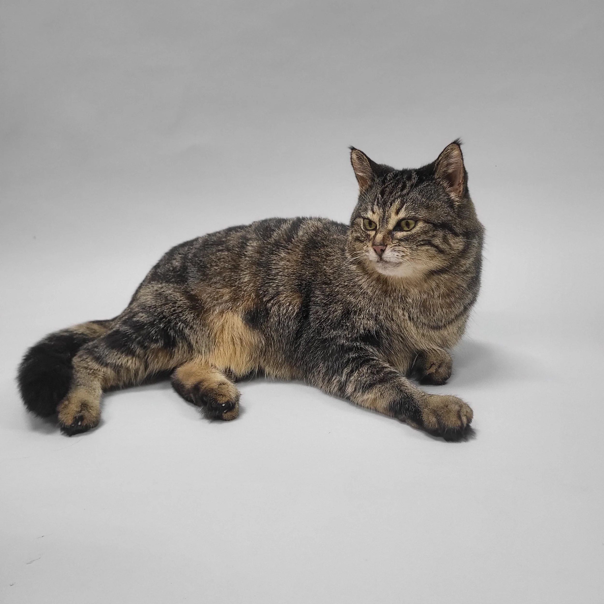 Haustierpräparation Katze