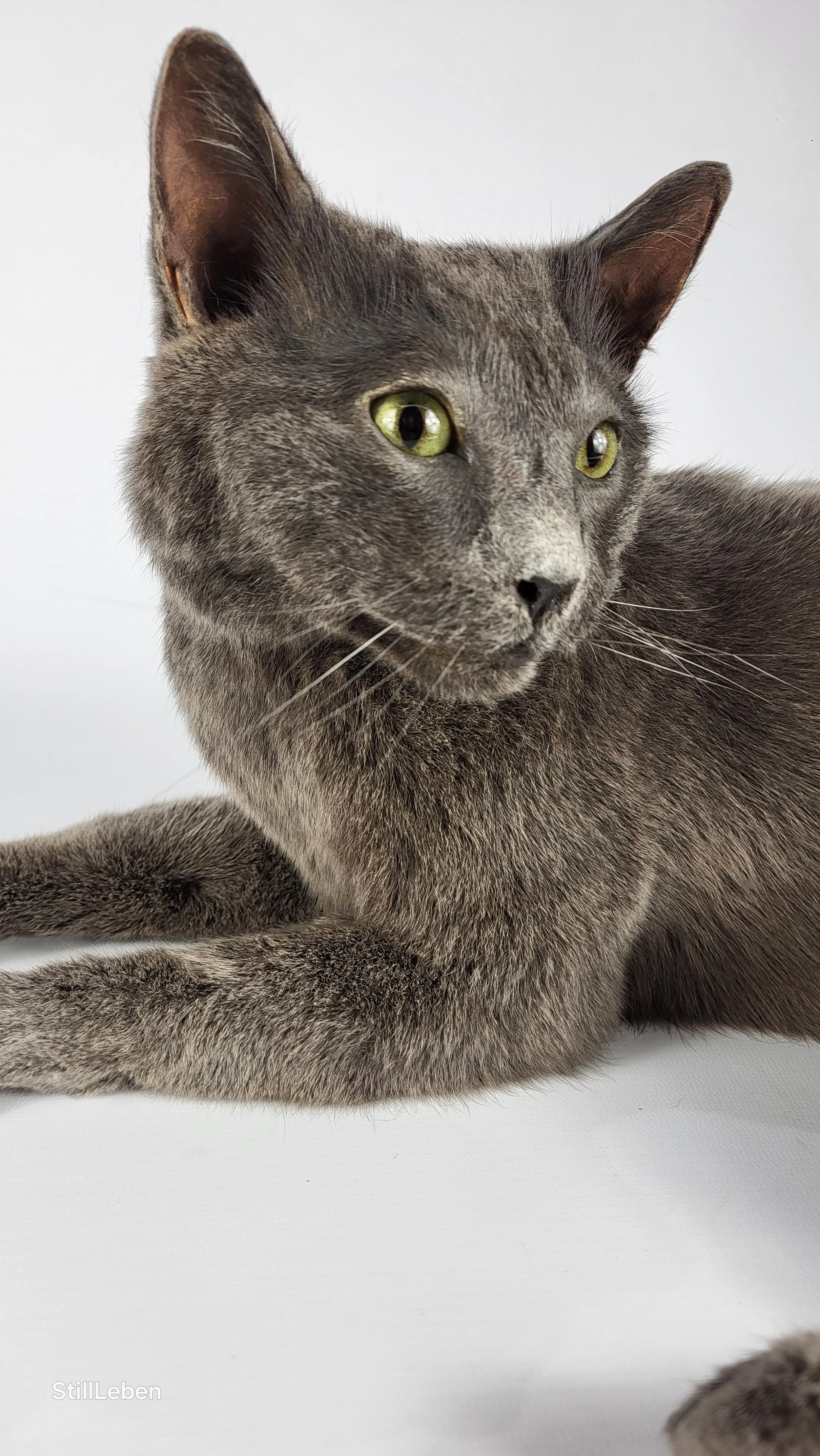 Haustierpräparation Katze: Graue Katze liegt auf weißem Hintergrund.