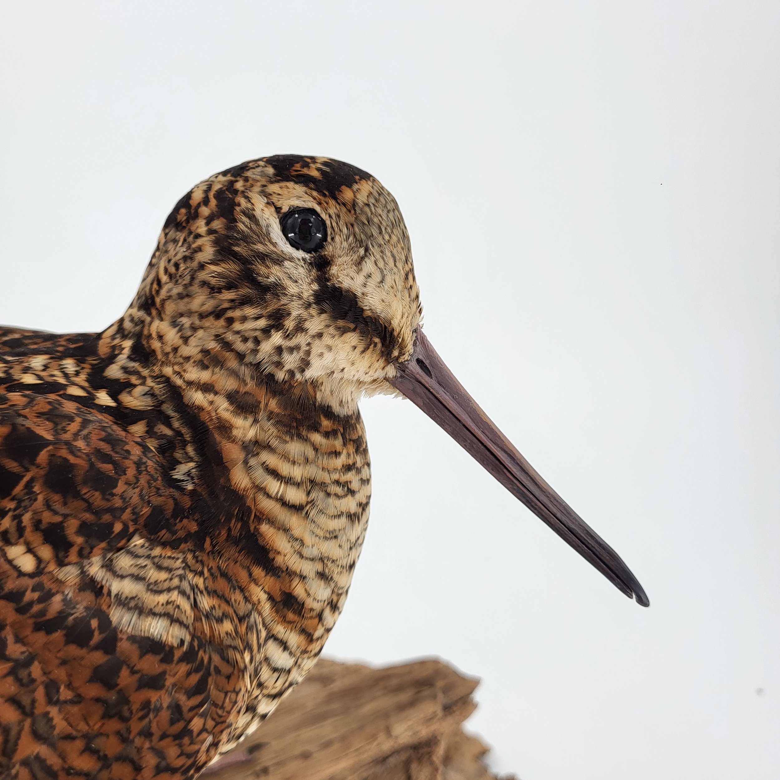 Präparation Waldschnepfe. Trophäe Waldschnepfe. Schnepfe Balzend. Präparator Schnepfe