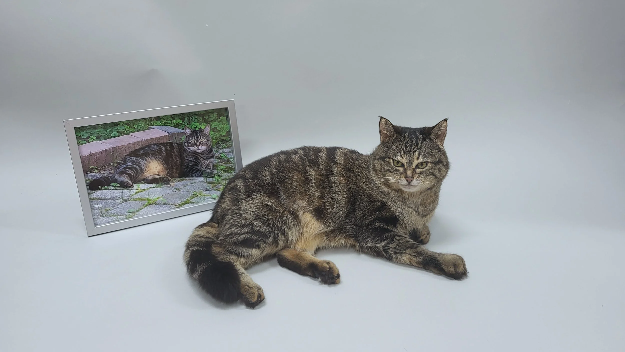Haustierpräparation Katze