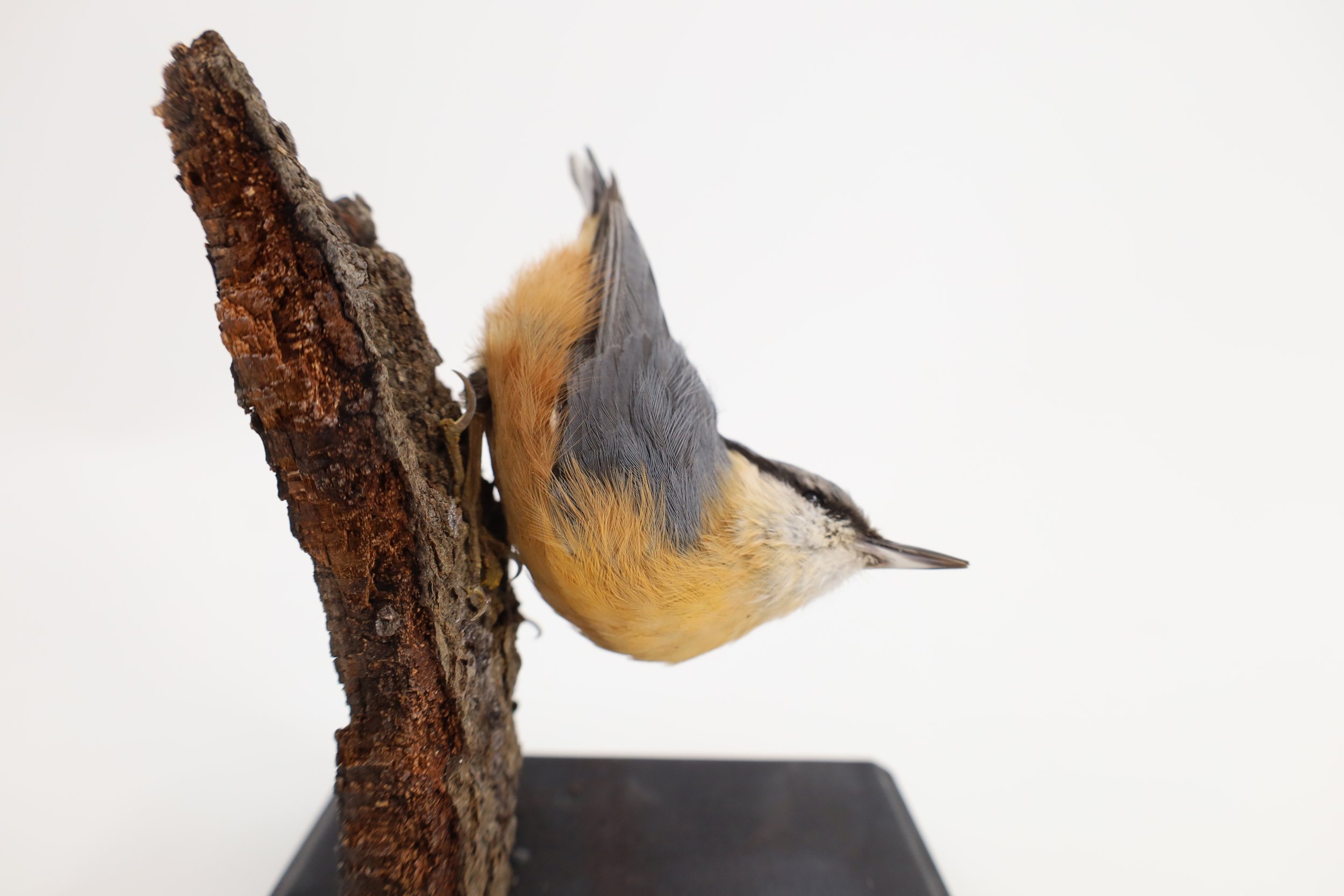 %p  Kleiber Tierpräparat