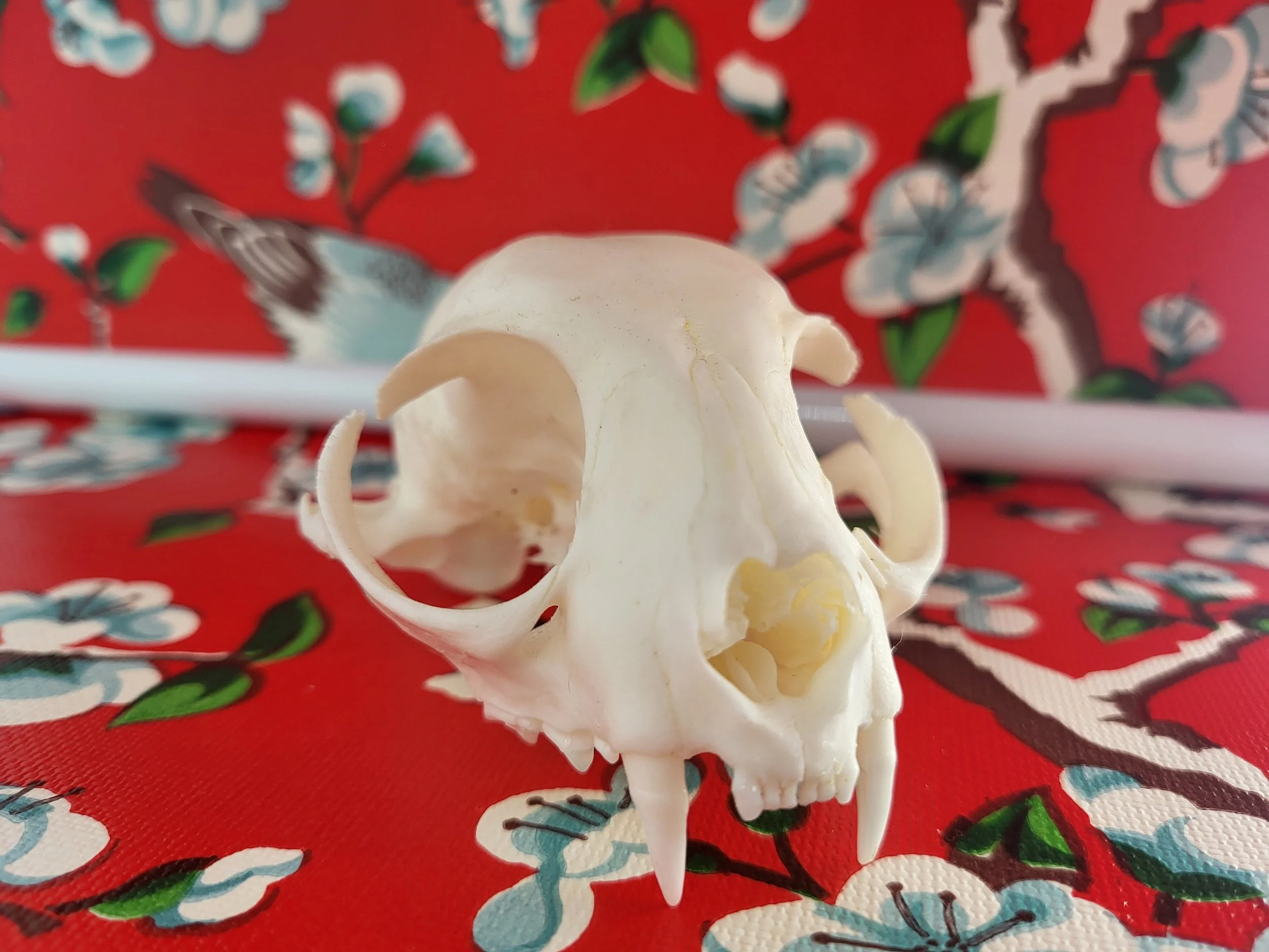 Katzenoberschädel auf einem roten Hintergrund mit Blumenmuster.