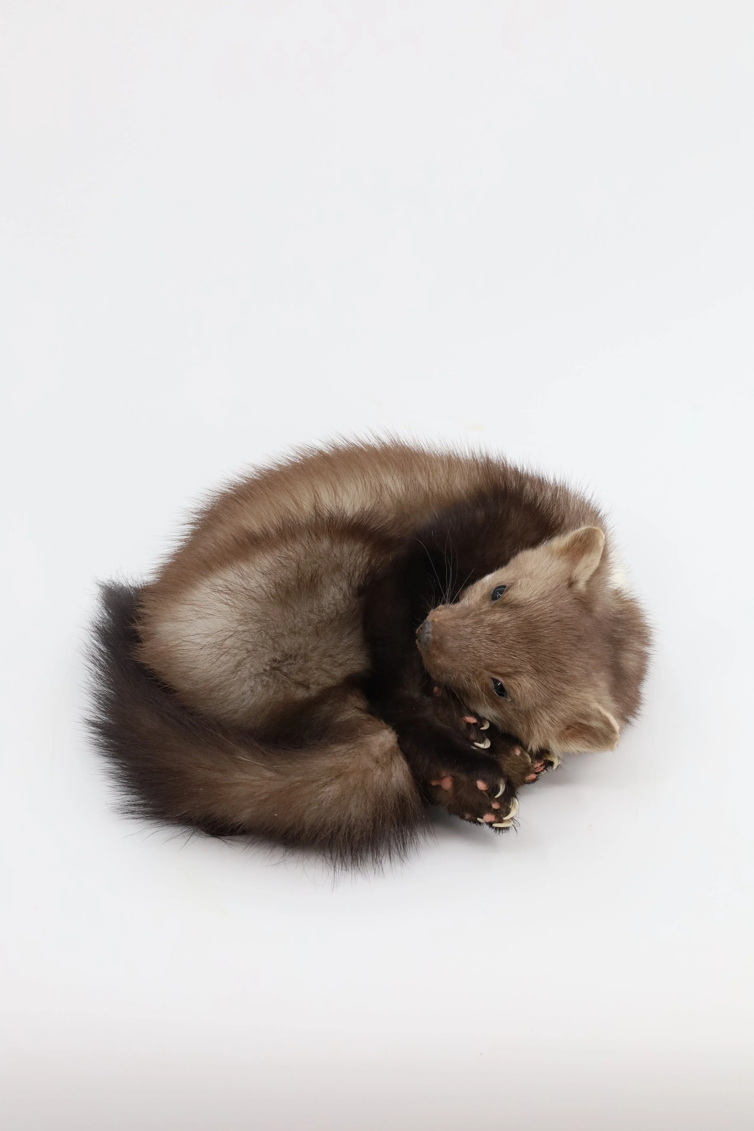 %p Steinmarder Präparat schlafend