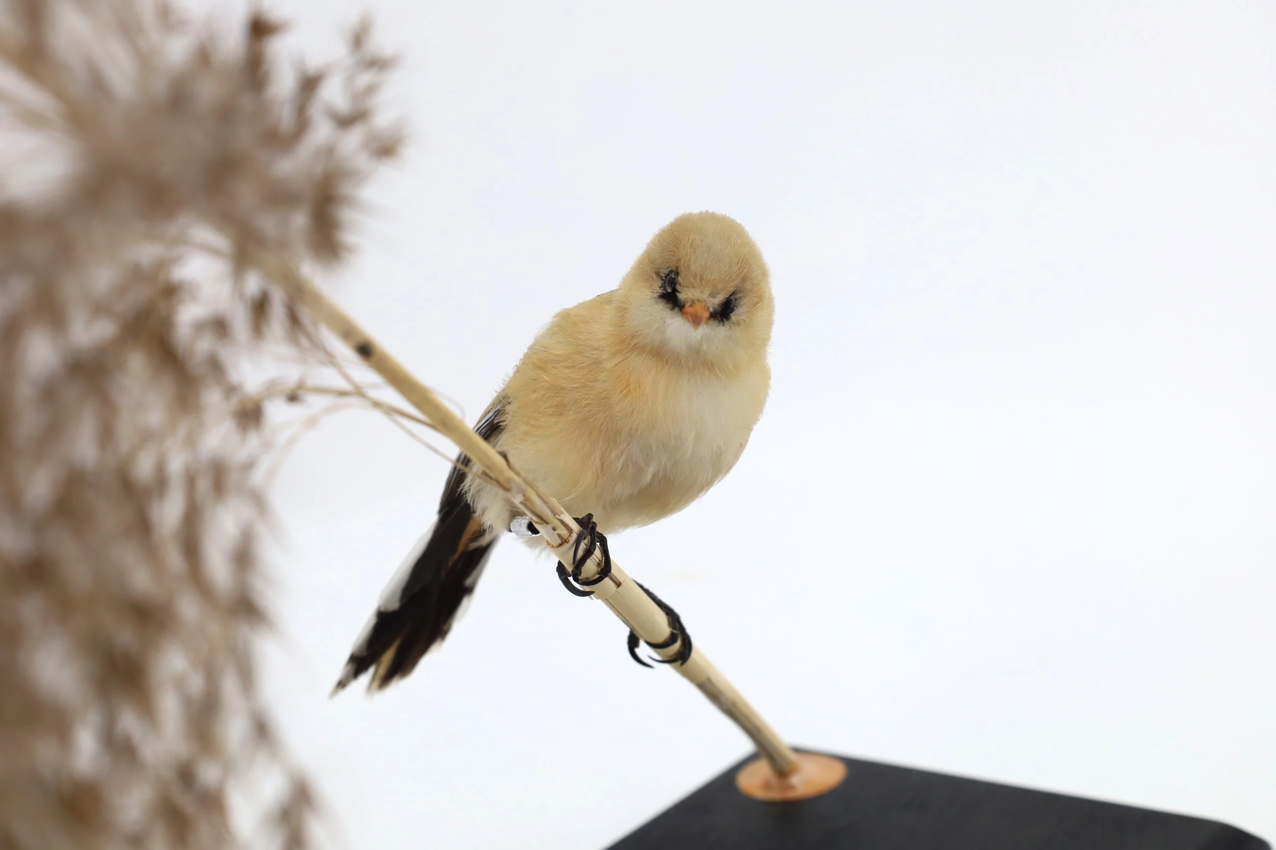 %p  Kleinvogel Tierpräparat Bartmeise Juvenil