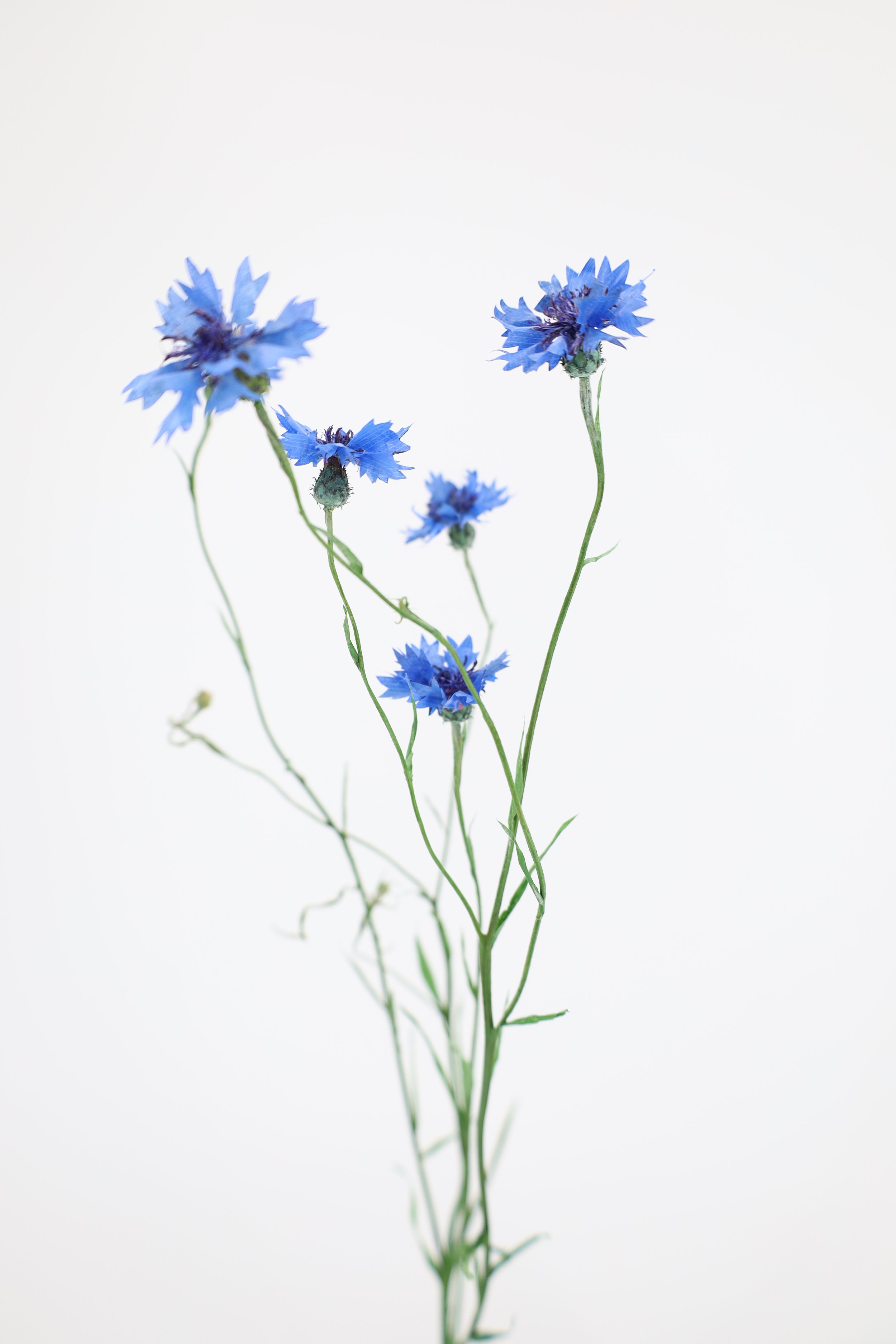 %p Mohnblumenmodell aus Papier