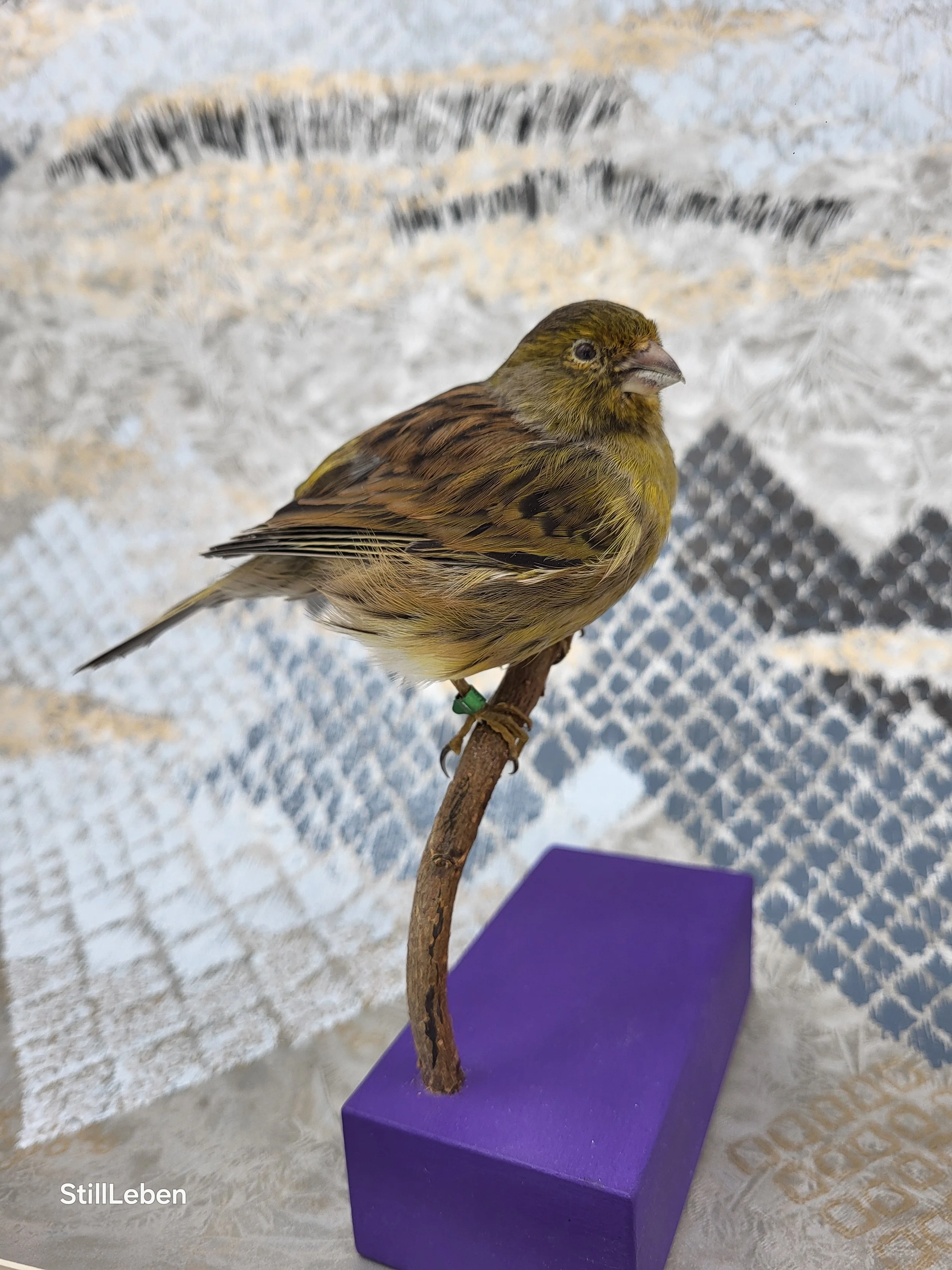 Haustierpräparation Kanarienvogel, Präparation lernen Taxidermy workshop