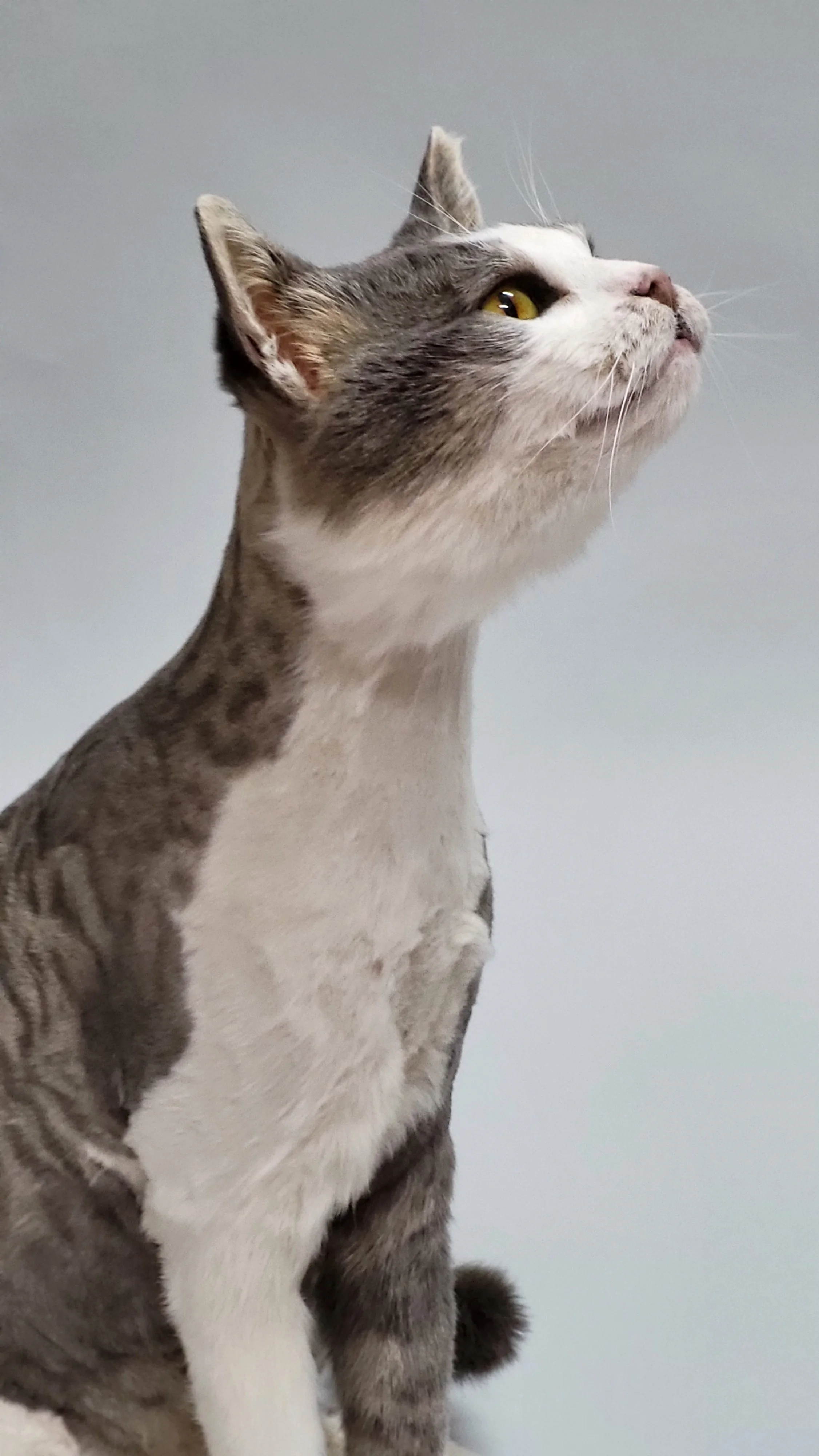 Haustierpräparation Katze grau Weiß