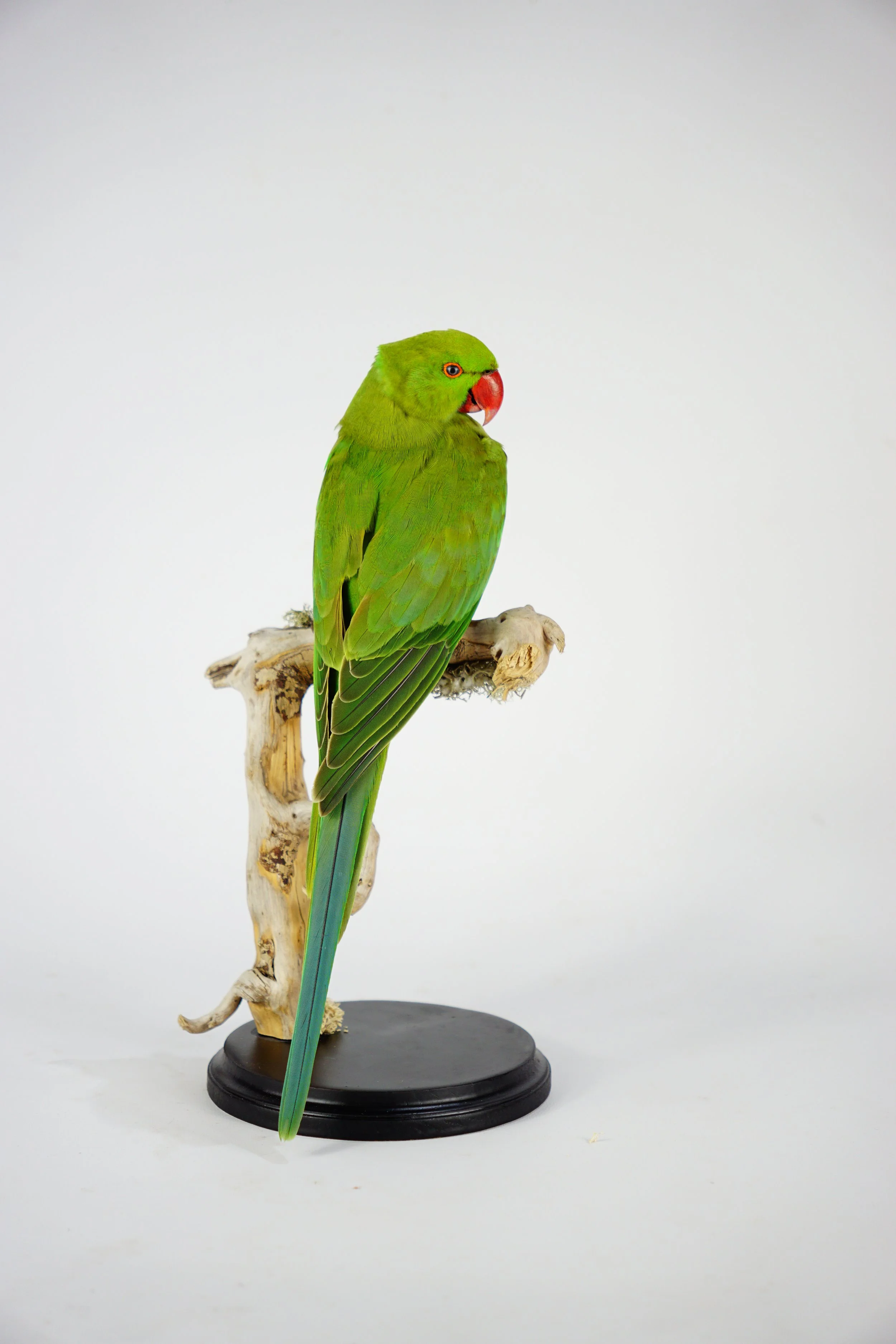 %p  Halsbandsittich Tierpräparat