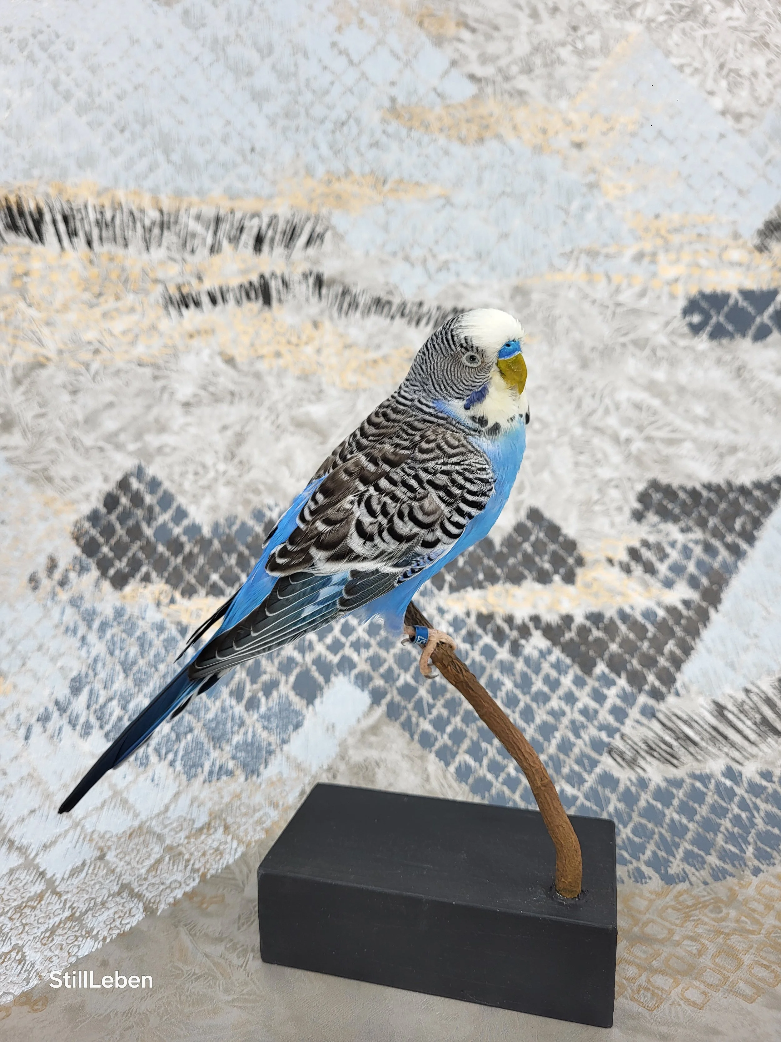 Wellensittich Tierpräparat Vogelpräparat kaufen. Taxidermie lernen