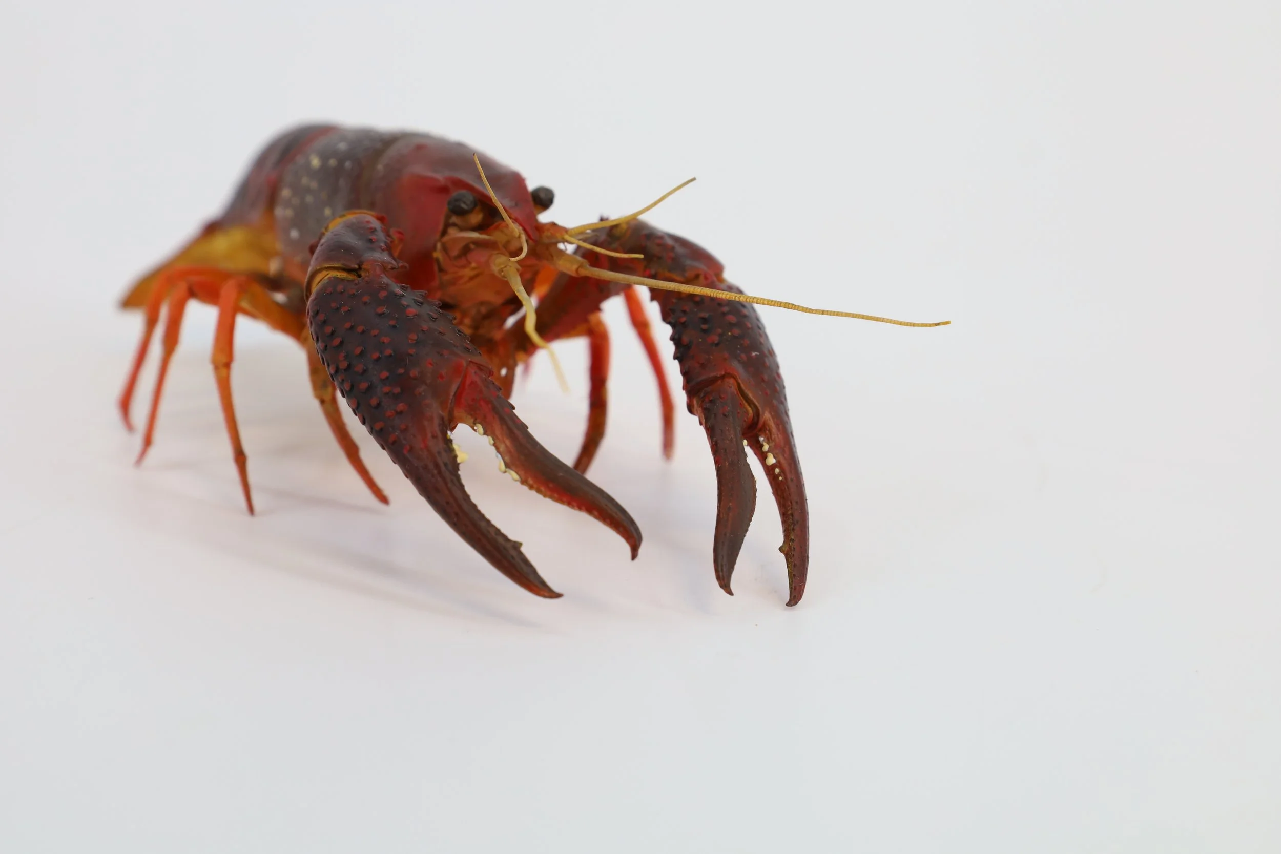 %p  Präparat Süßwasserkrebs