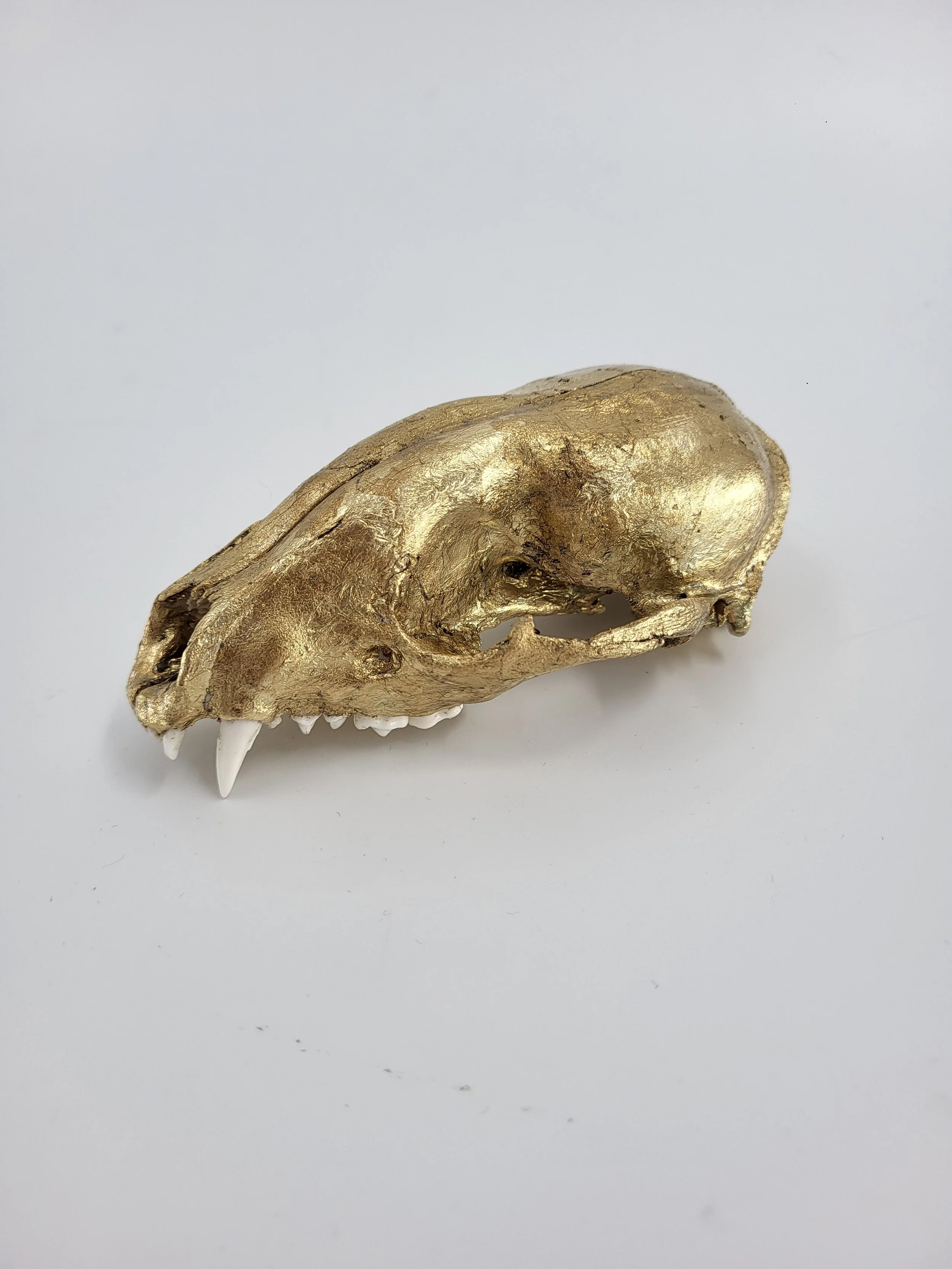 Tierkopf-Skulptur mit goldener Oberfläche, vermutlich ein kleines Tier wie ein Wolfs- oder Hundeschädel, auf weißem Hintergrund.