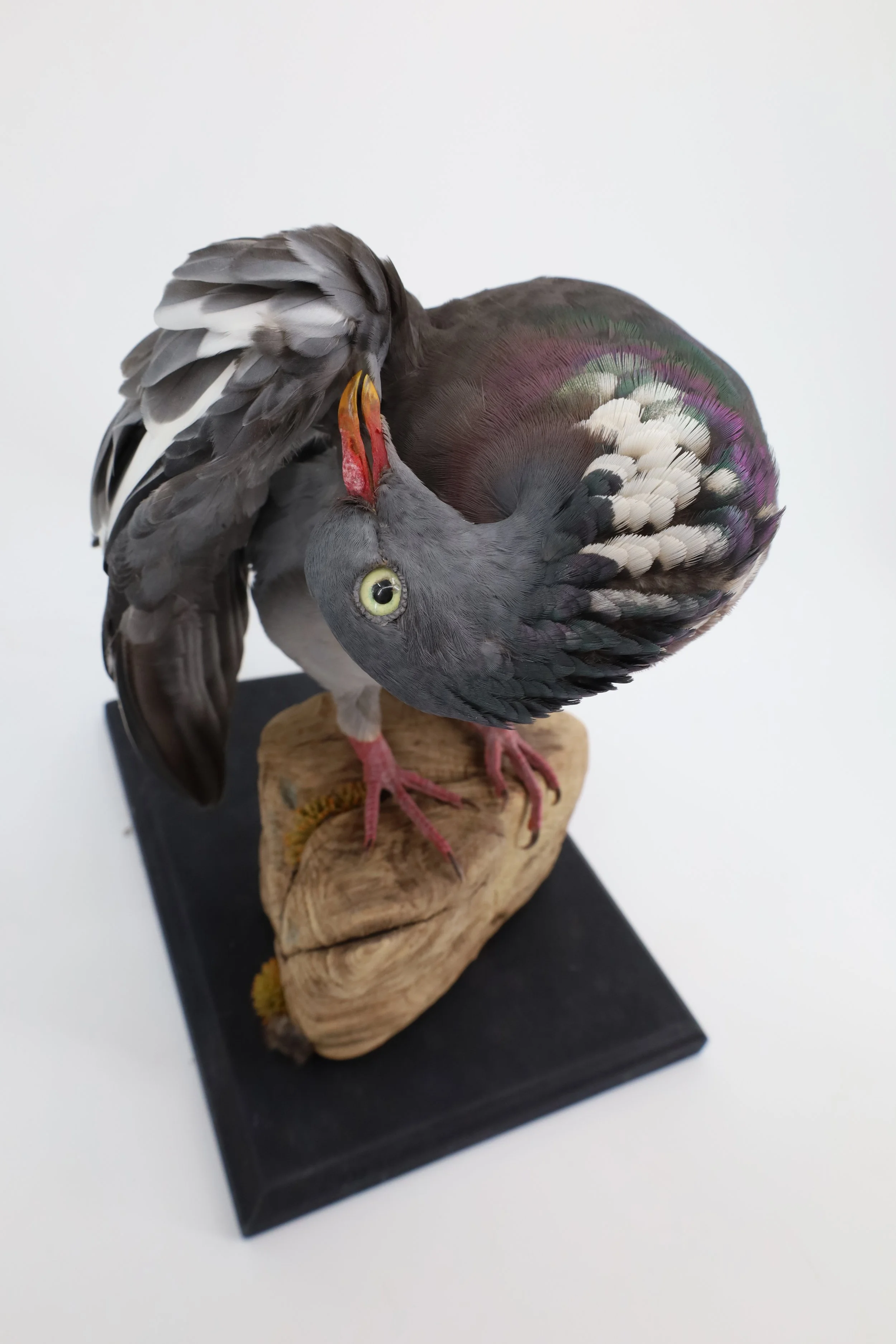 %p Tierpräparat Ringeltaube