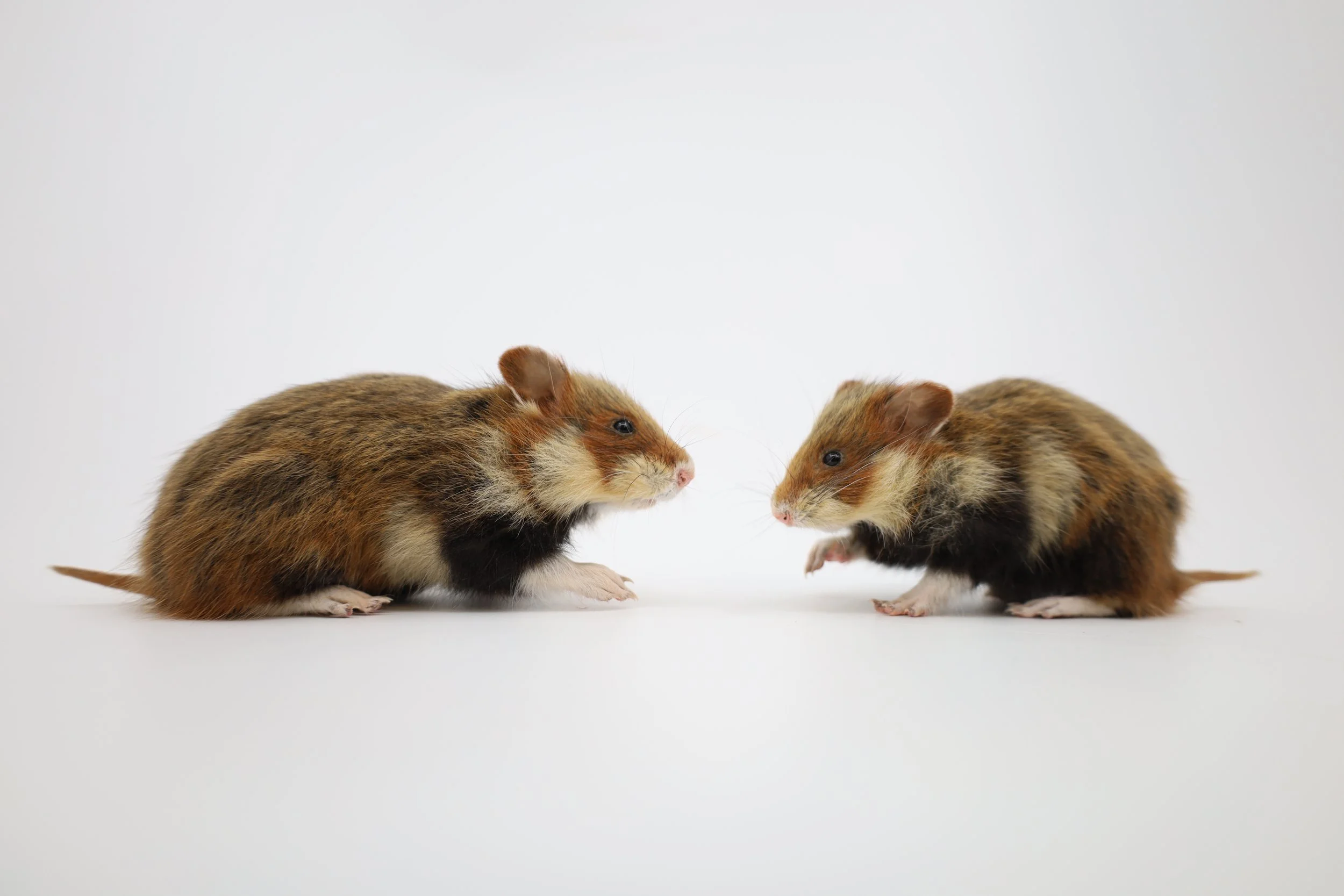 %p PEG Präparation Feldhamster