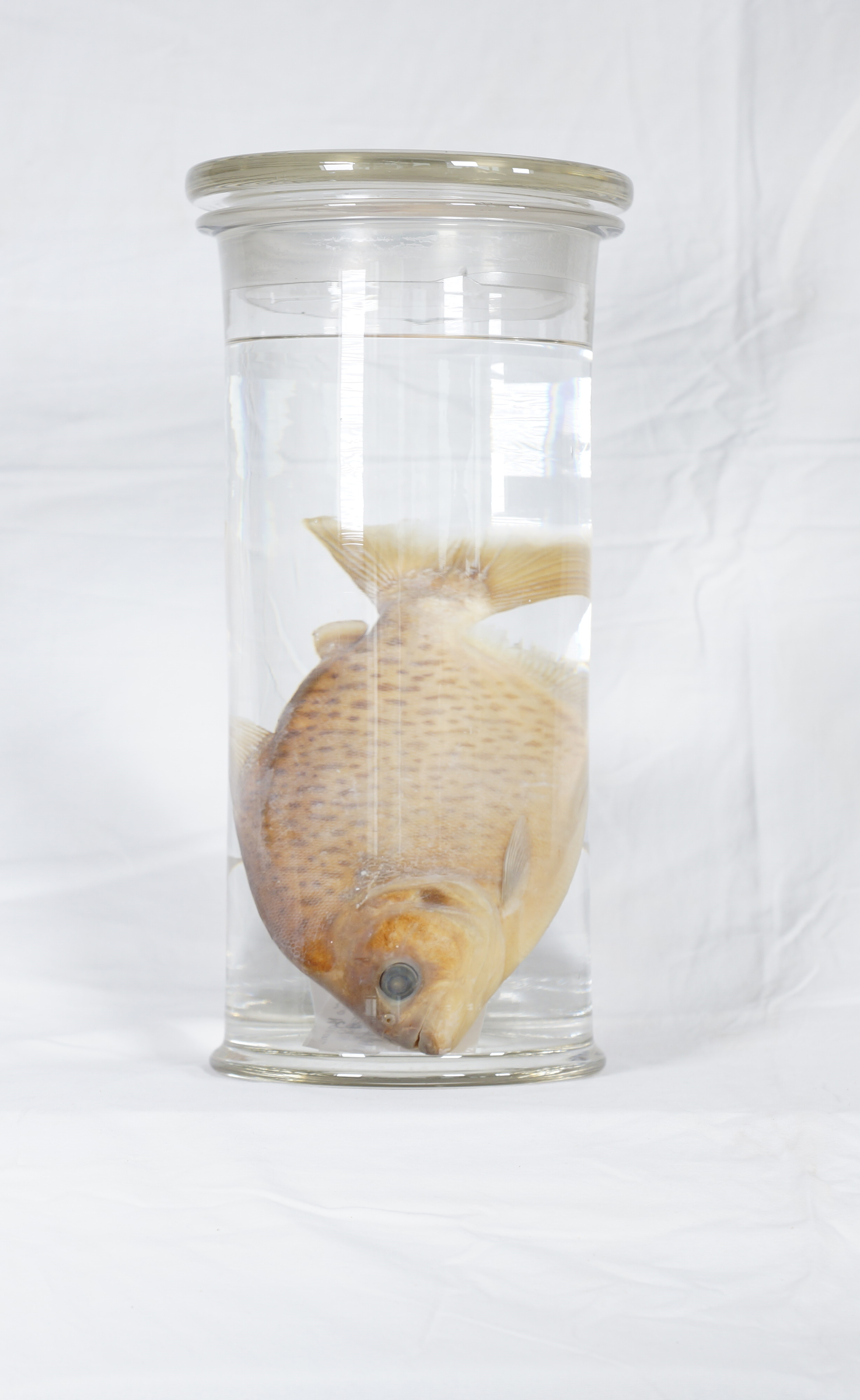 %p  Nasspräparat Fisch