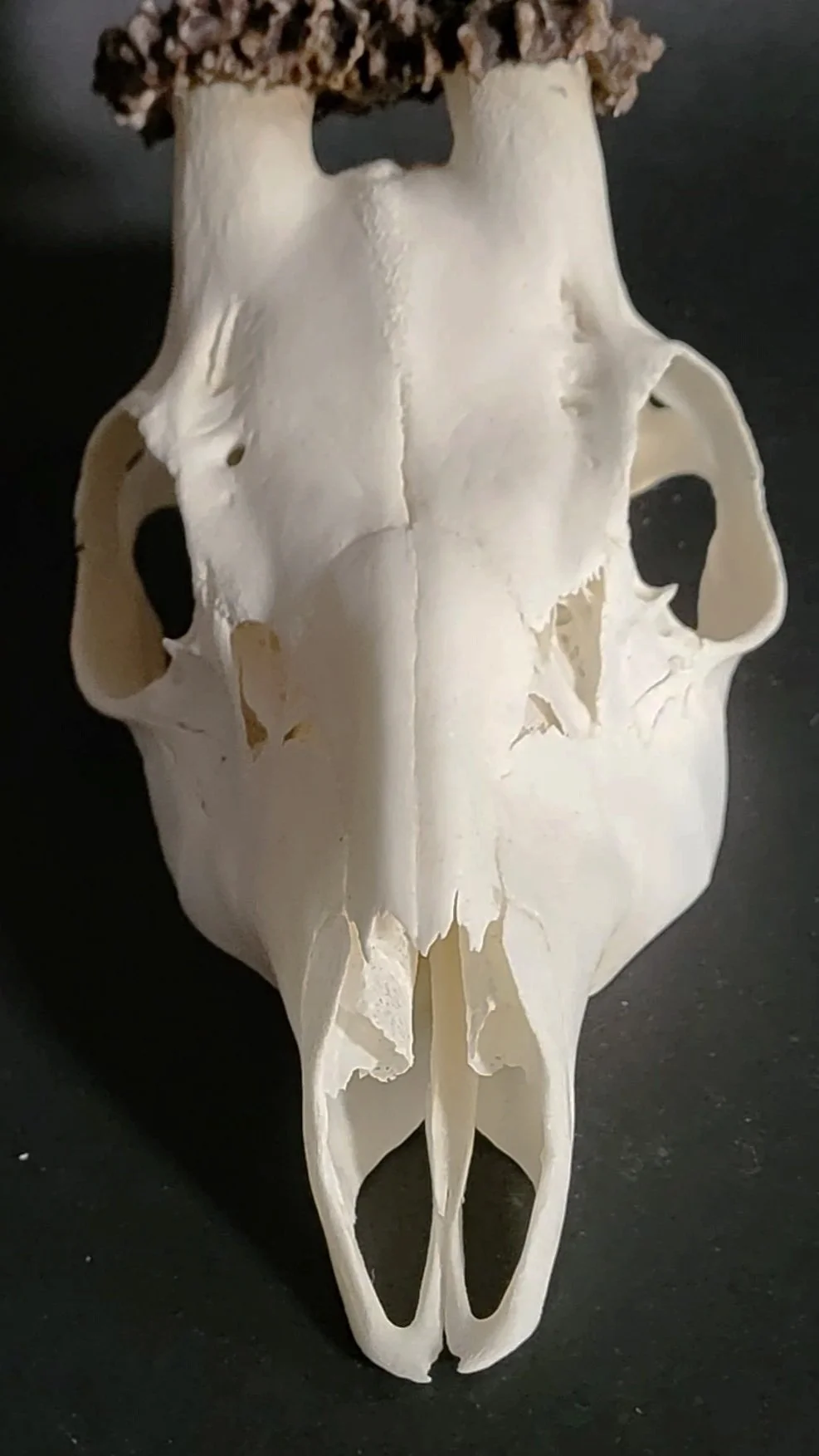 Schädel eines Rehbocks, auf einem schwarzen Hintergrund