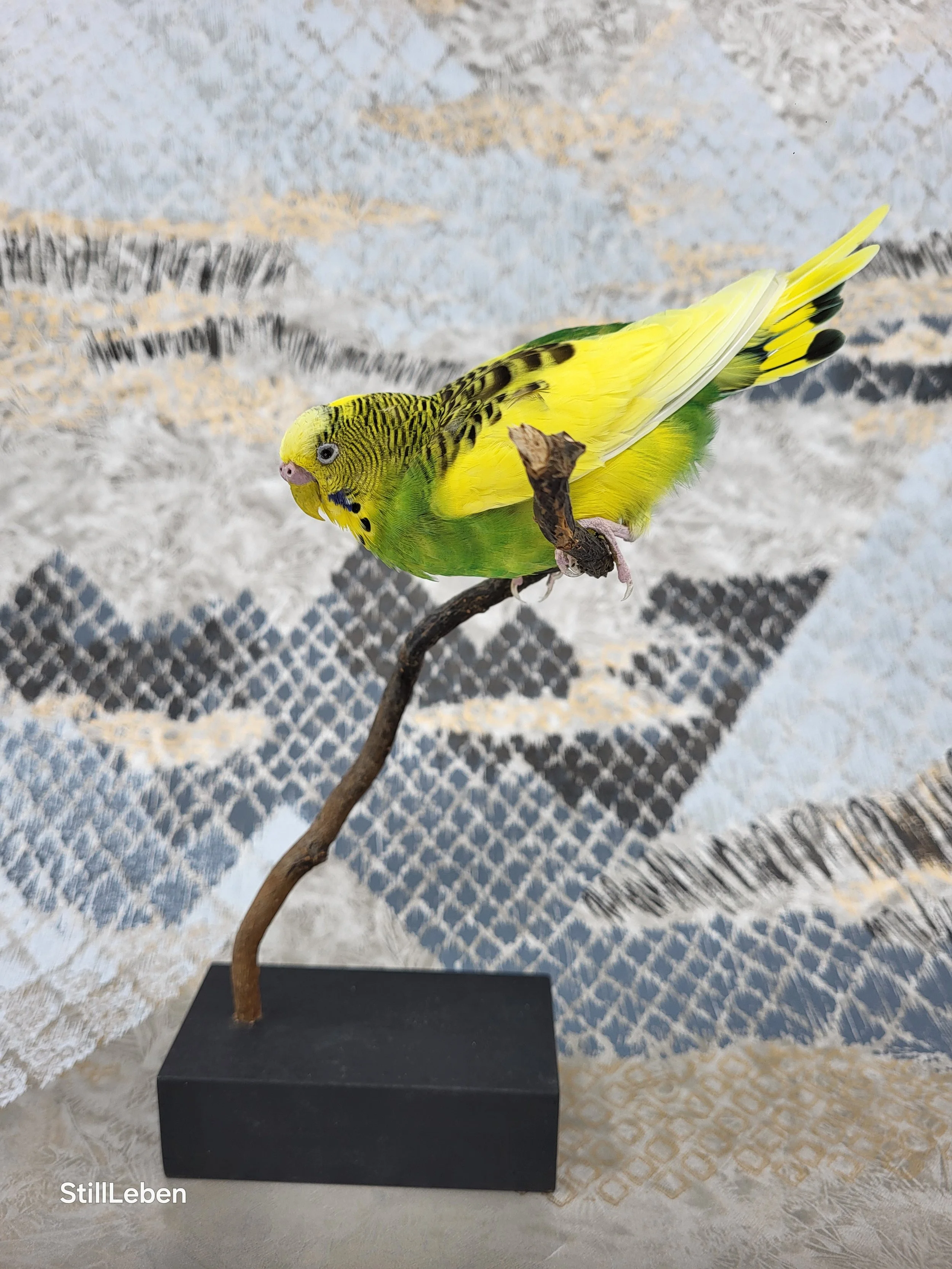 Wellensittich Tierpräparat Vogelpräparat kaufen. Taxidermie lernen