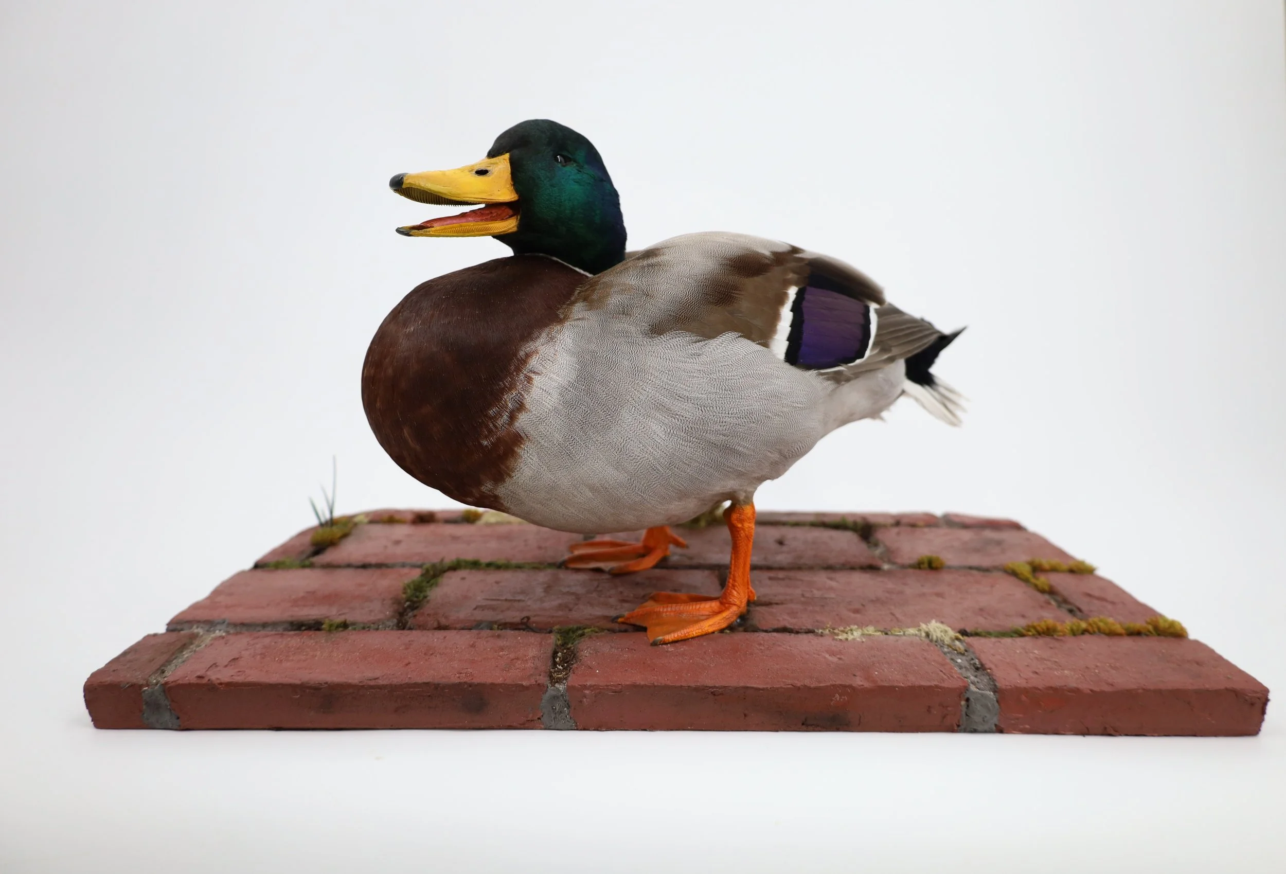 %p  Stockente Präparat