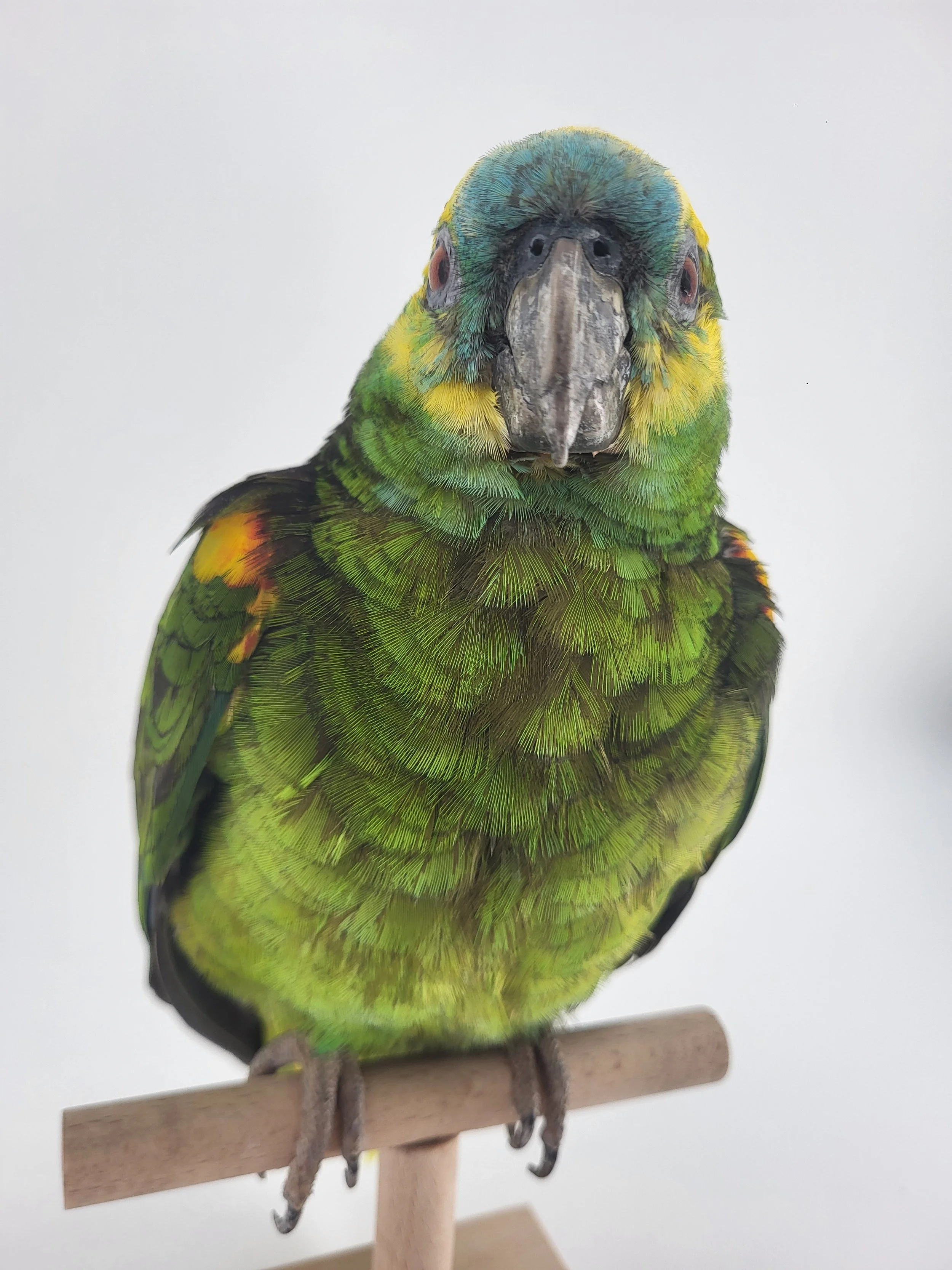 Präparat Blaustirnmazone Holzsteg vor einem weißen Hintergrund.