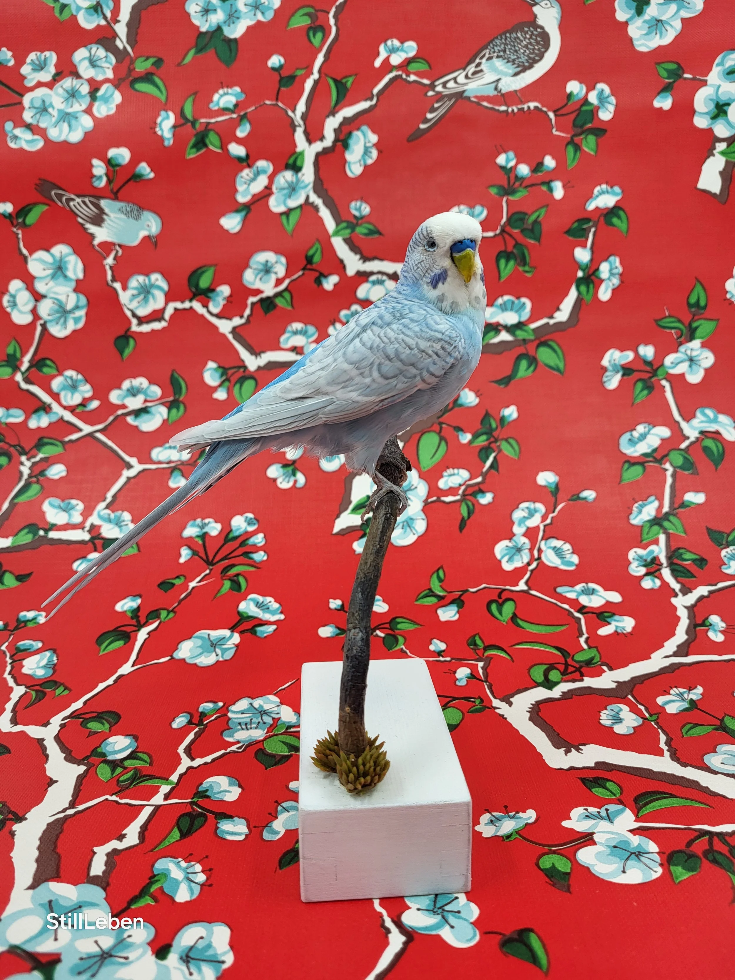 Wellensittich Tierpräparat Vogelpräparat kaufen. Taxidermie lernen