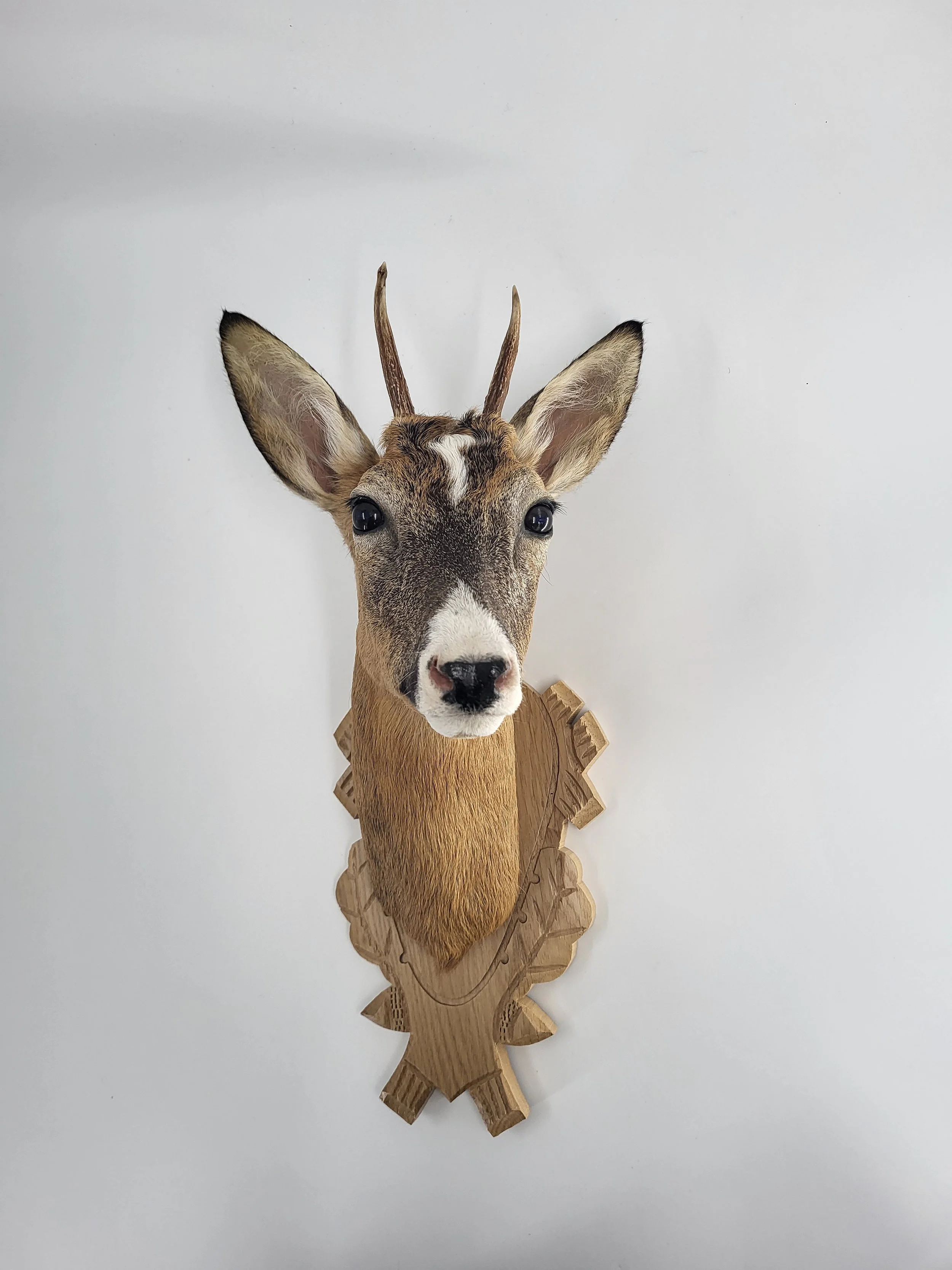 Rehbock mit Blässe auf Trophäenbrett