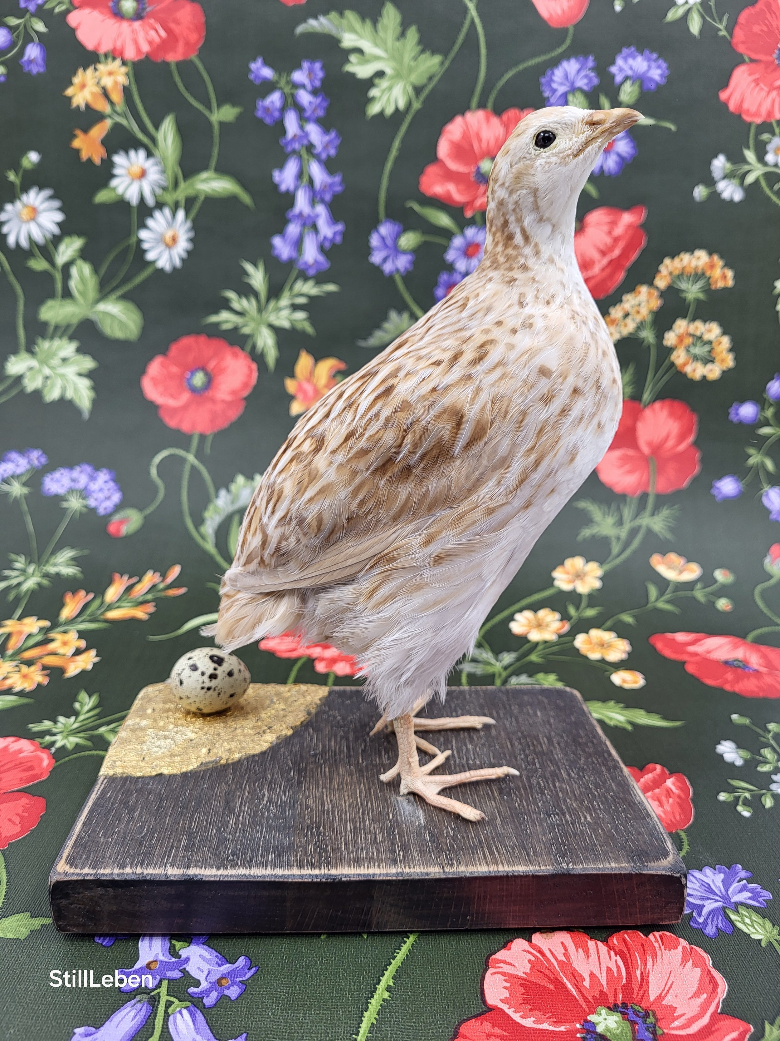 %p Tierpräparat Vogelpräparat Wachtelpräpart Vogelpräparat kaufen