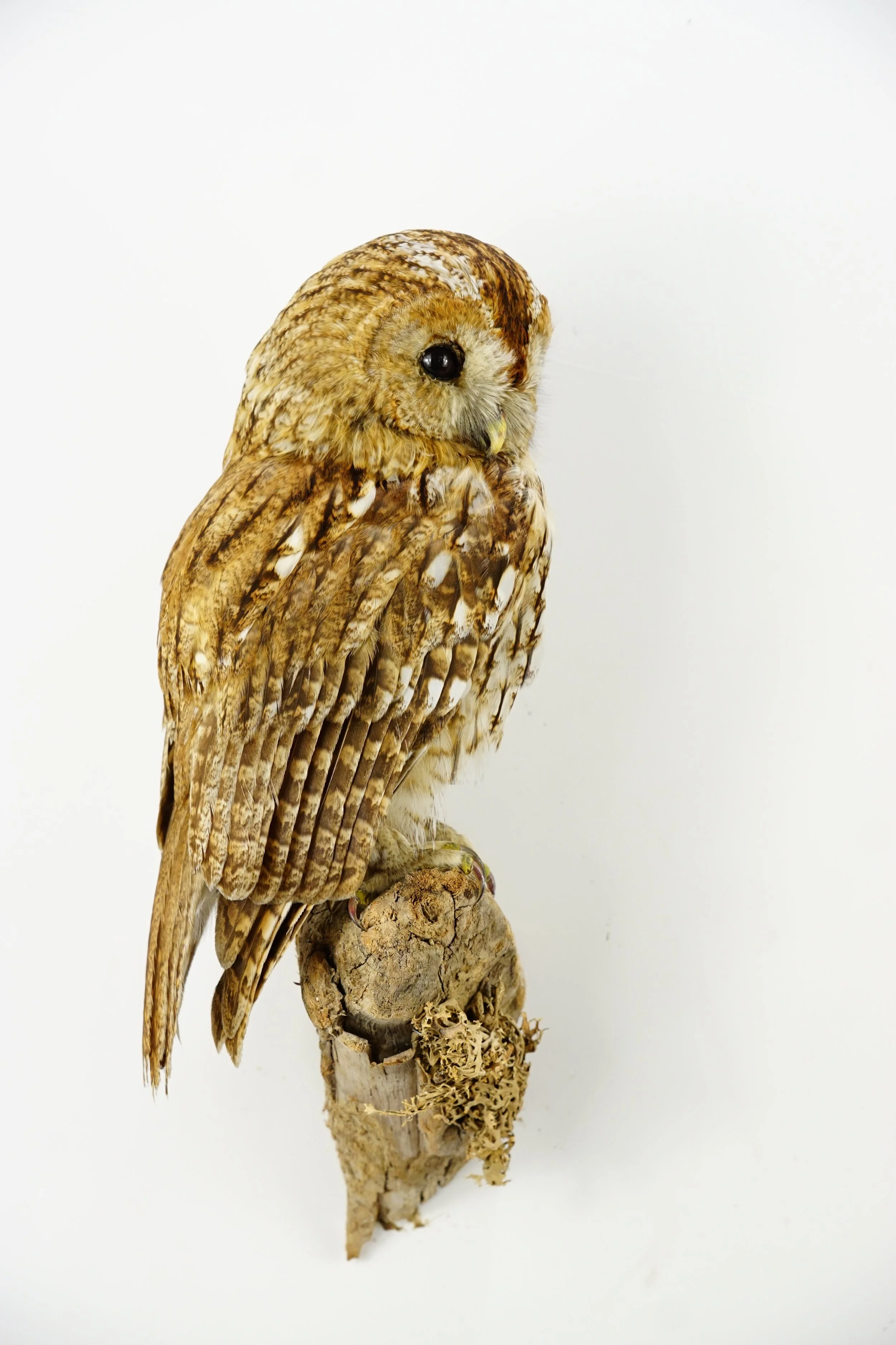 %p  Waldkauz Präparat. Vogelpräparation