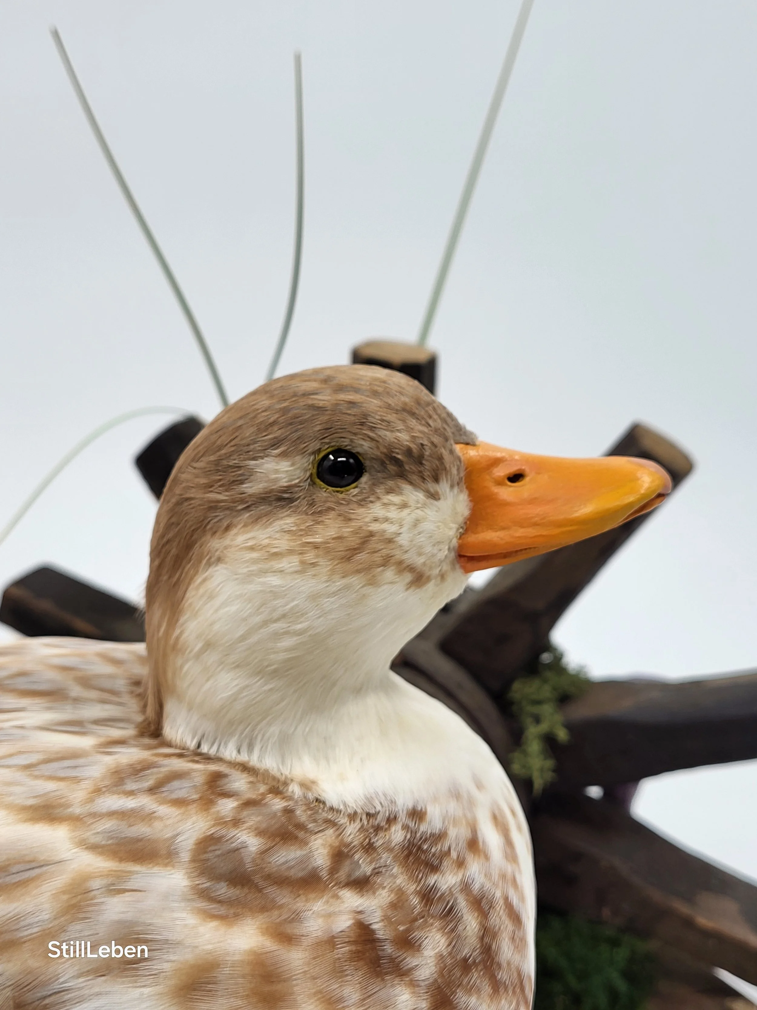 %p European Taxidermy Championship Ente Tierpräparat Vogelpräparat