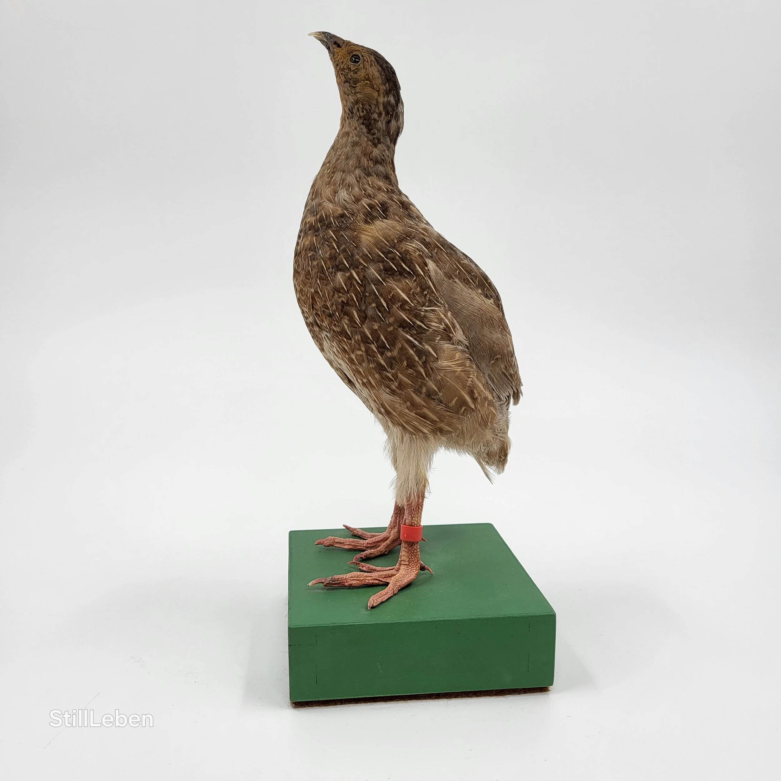 Wachtel Tierpräparat Vogelpräparat kaufen. Taxidermie lernen
