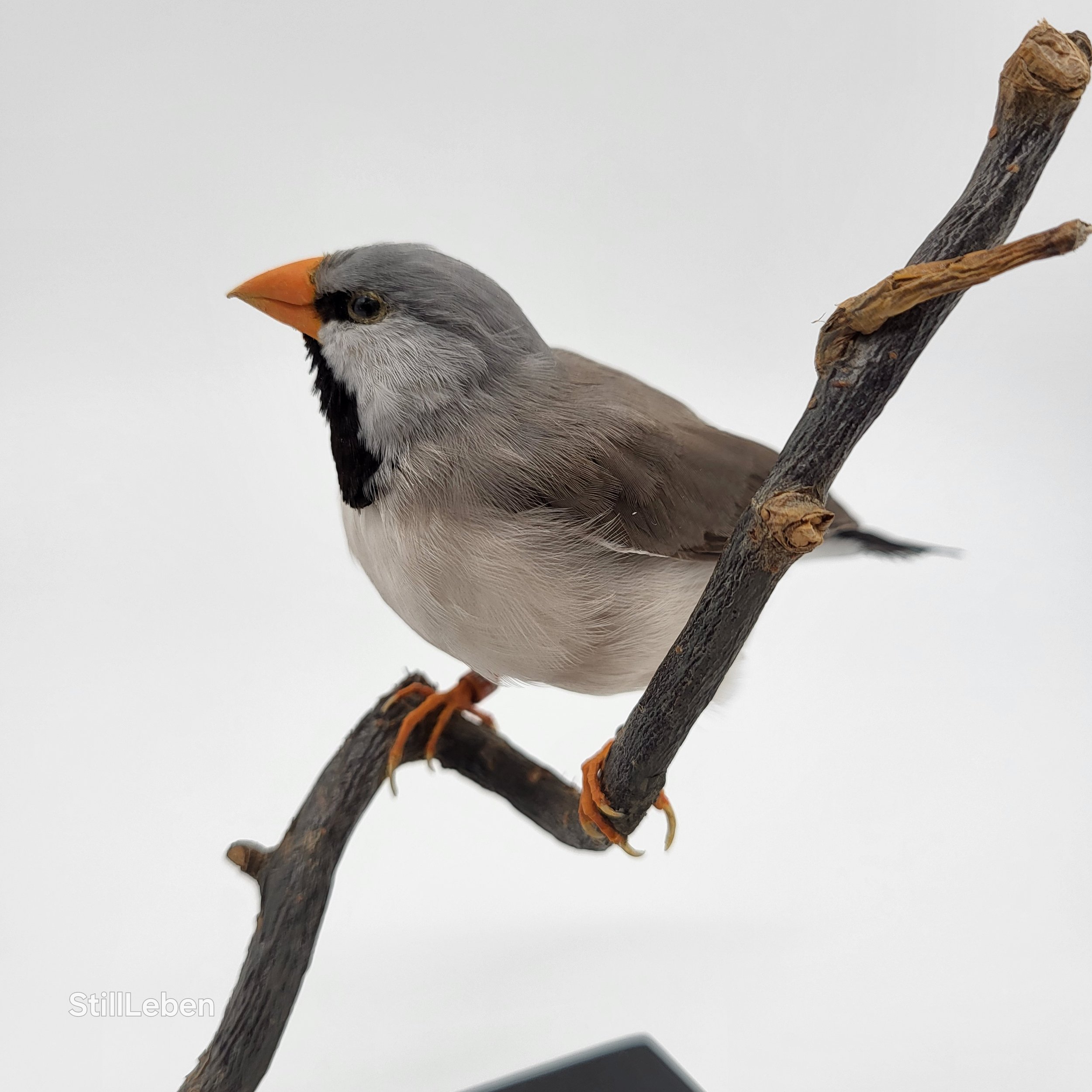 Haustierpräparation Spitzschwanzamadine Tierpräparat Vogelpräparat kaufen. Taxidermie lernen