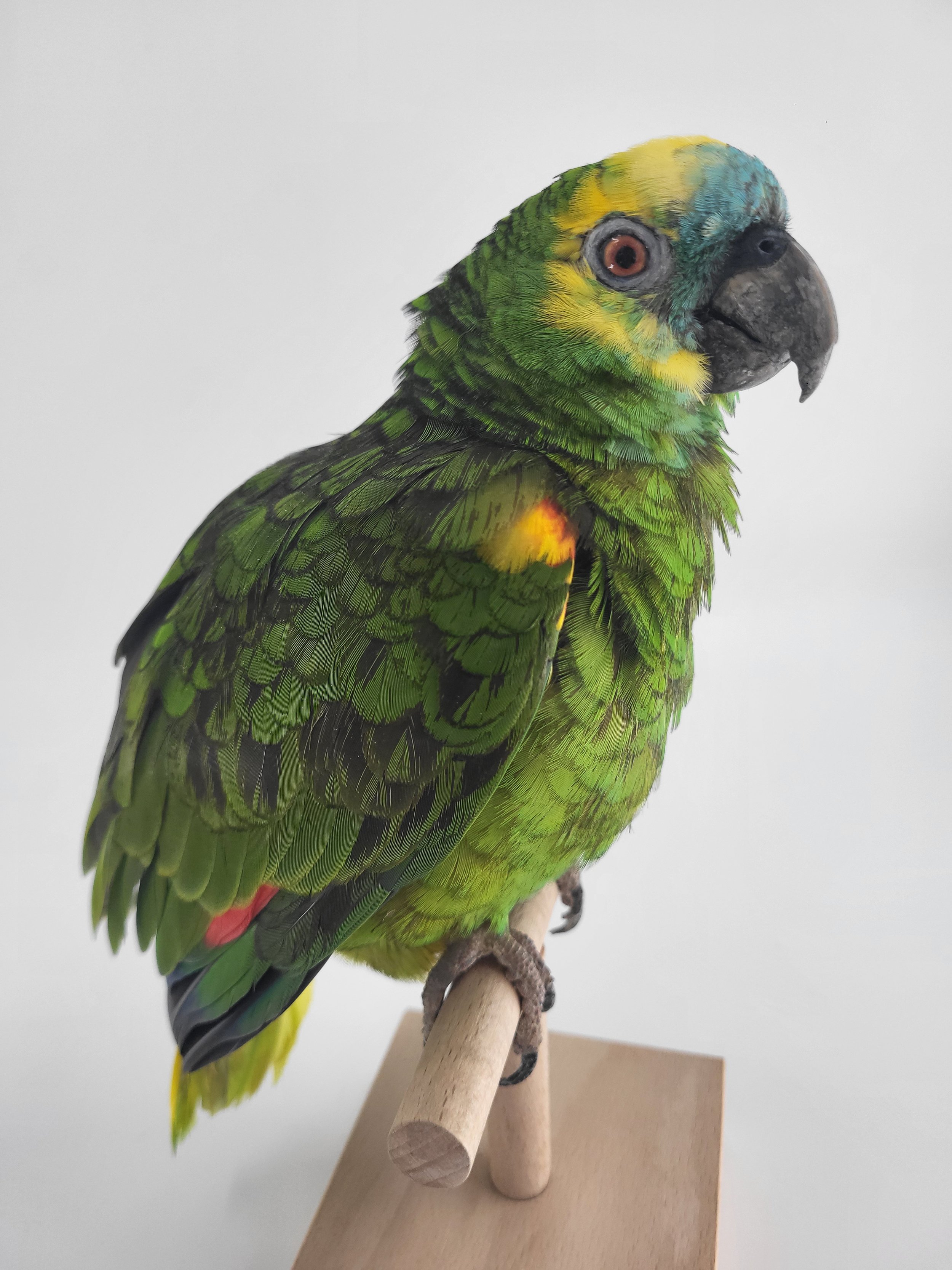 Hochqualitatives Tierpräparat Bunter Papagei( Blaustirnmazone) mit grüner Gefieder, gelber und blauer Kopf, auf einem Holzast sitzend, vor weißem Hintergrund.