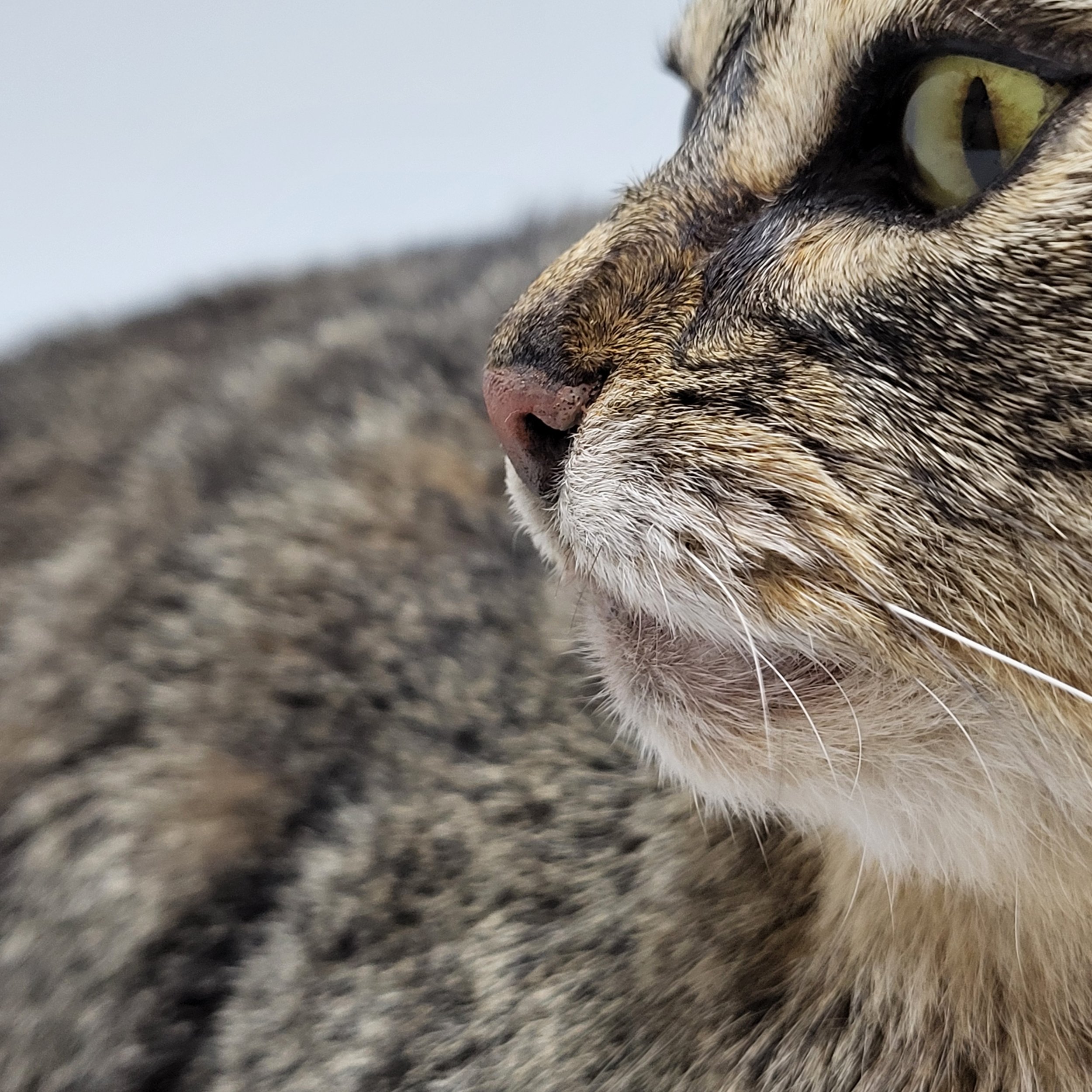 Auf die Details kommt es an Lebensechte Haustierpräparation Katze