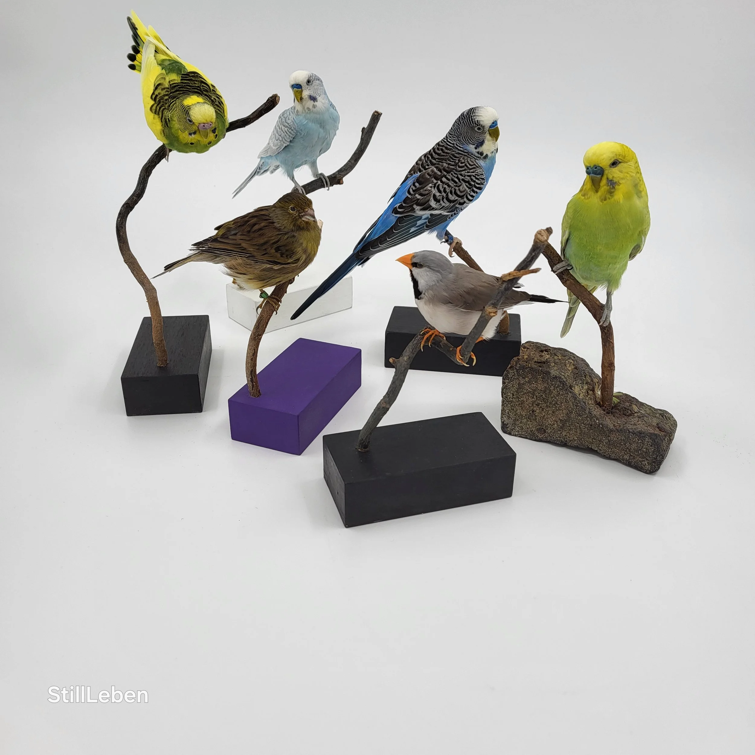 Eine Gruppe von farbenfrohen, präparierten Vögeln sitzt auf Ästen mit kleinen Holzsockeln. Die Vögel sind in verschiedenen Farben wie Gelb, Blau und Braun dargestellt. Der Hintergrund ist weiß.