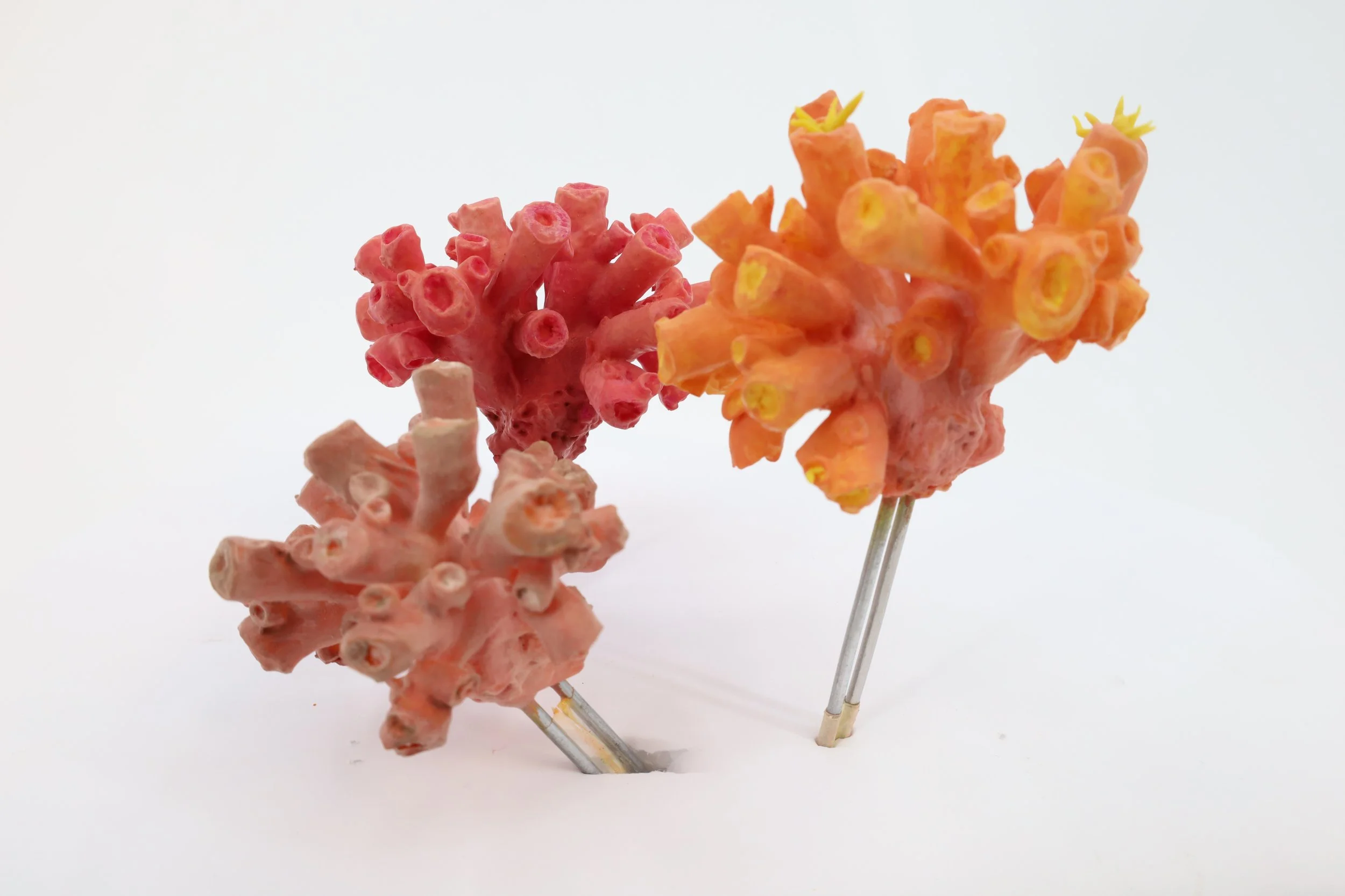 %p Kelchkoralle, 3D Drucke für Naturkundemuseum Stuttgart