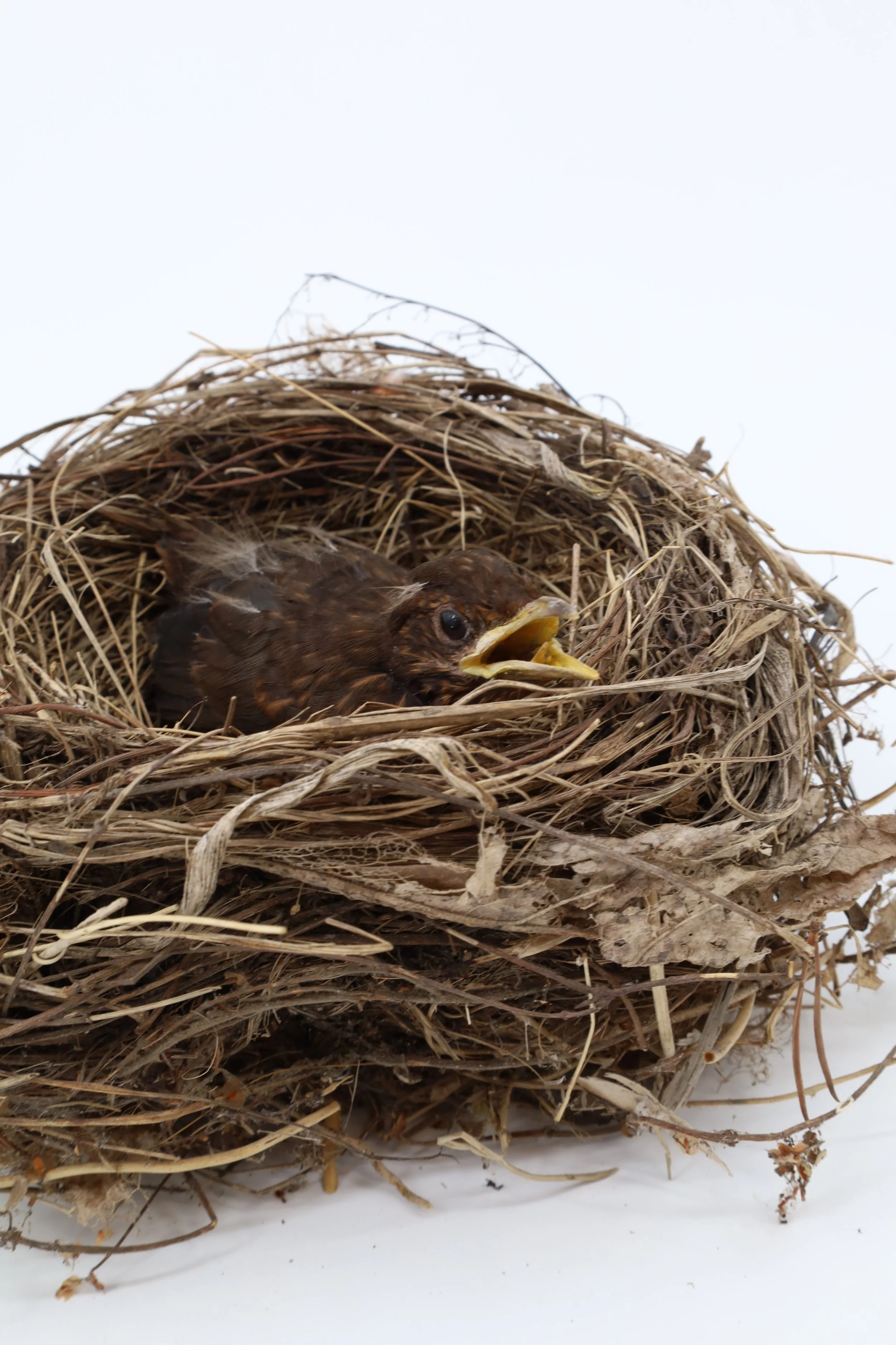 %p  PEG Tierpräparation Amselküken im Nest