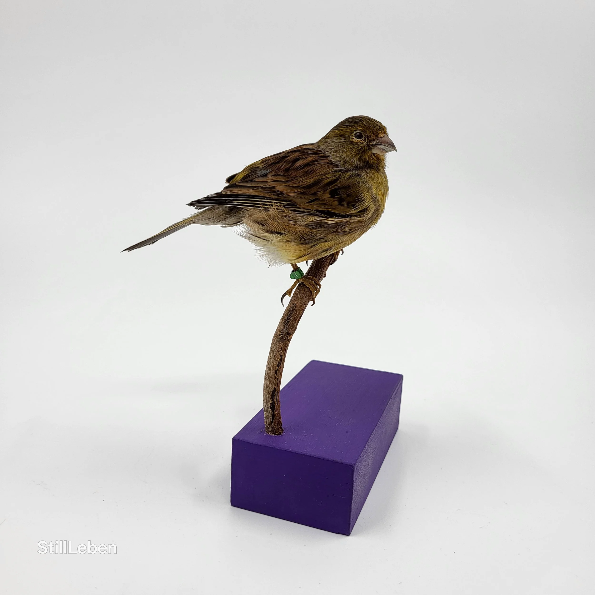 %p Tierpräparat Vogelpräparat Haustierpräparation Kanarienvogel