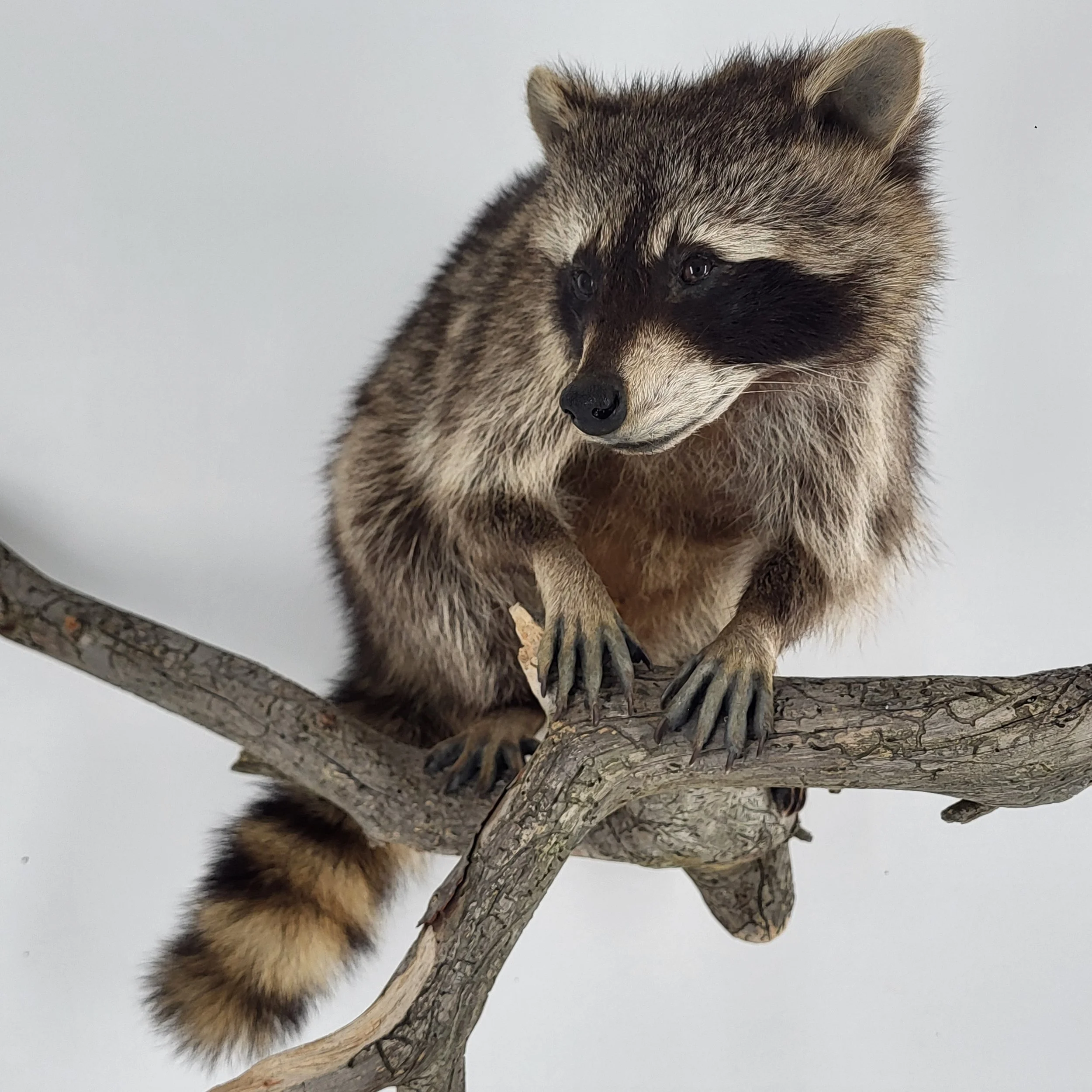 Ein Waschbär sitzt auf einem Baumast und schaut nach links.
Es ist ein Tierpräparat