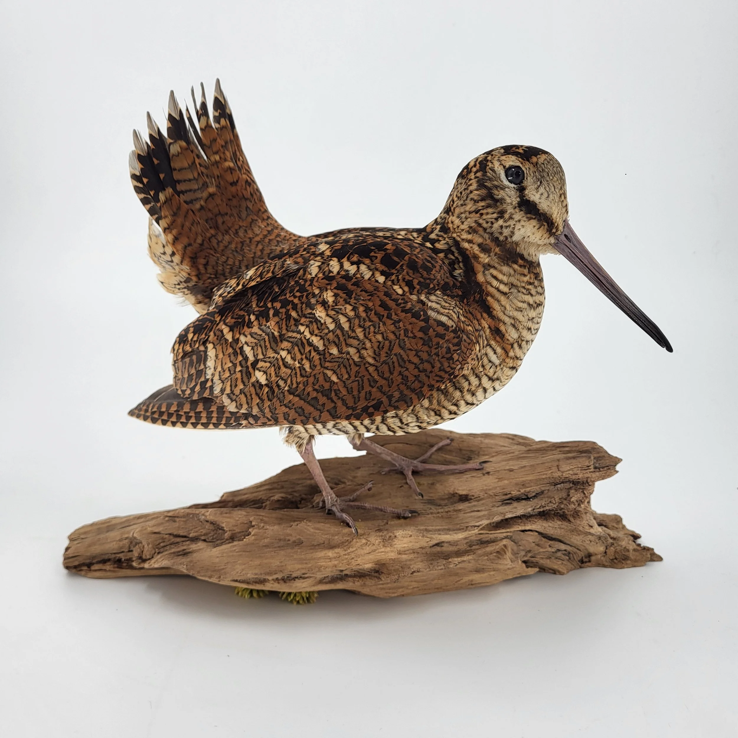 Präparation Waldschepfe. Trophähe Waldschnepfe. Schnepfe Balzend. Präparator Schnepfe