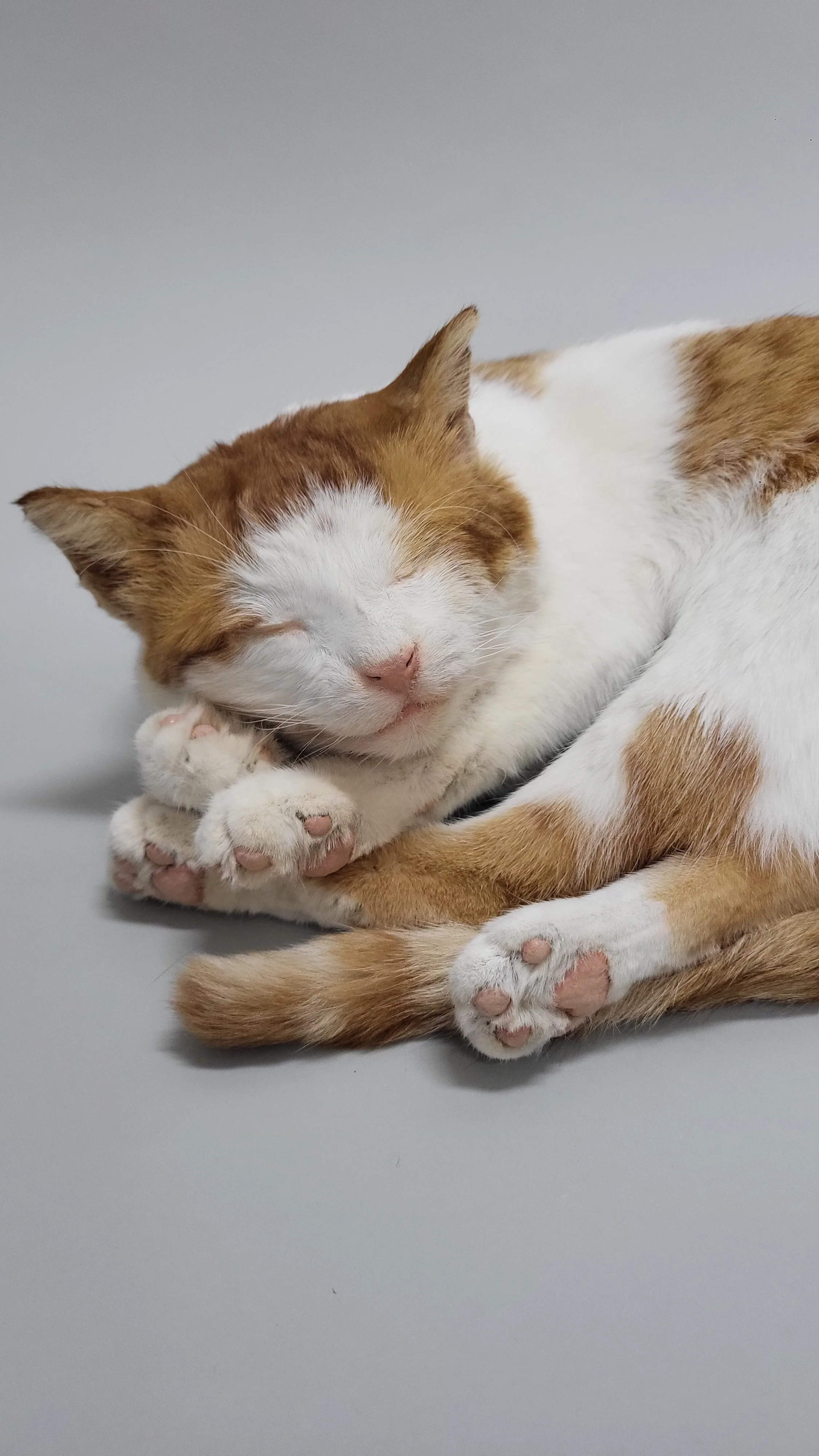 Haustierpräpart Katze Liegend und schlafend