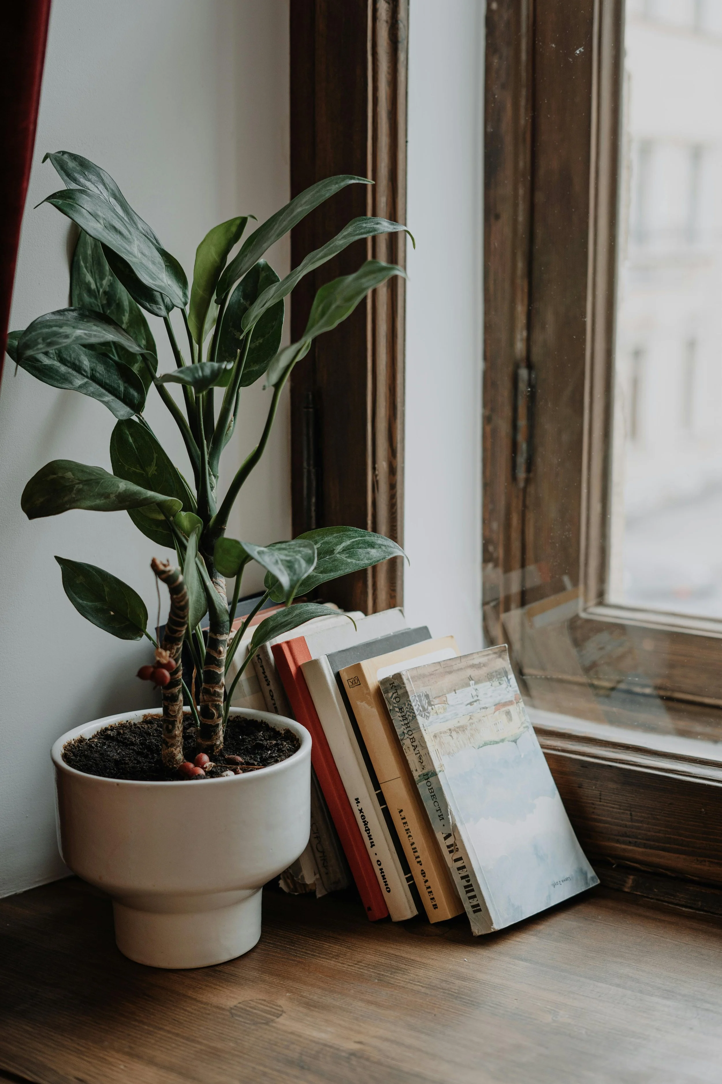Find growth like this plant by starting to attend therapy in Denver, Aurora and online throughout Colorado.  Victoria is a culturally sensitive therapist providing multicultural counseling for clients from diverse backgrounds.