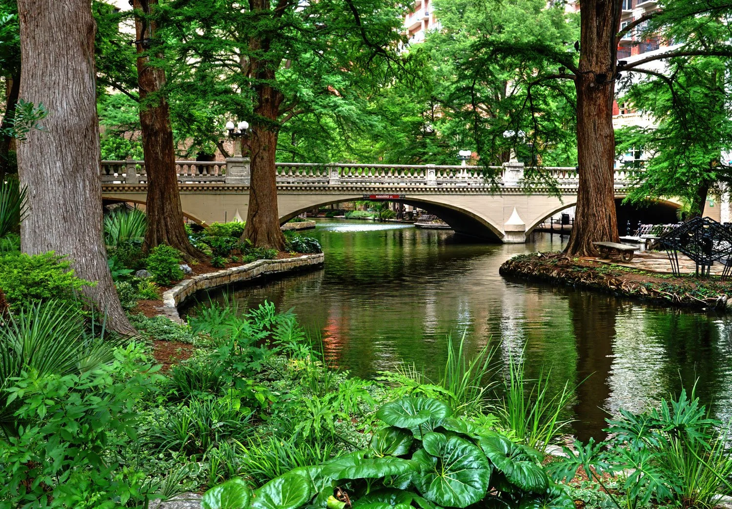 A tranquil scene of the San Antonio River Walk with a low bridge crossing the river lined with tall Bald Cypress trees and manicured gardens.
