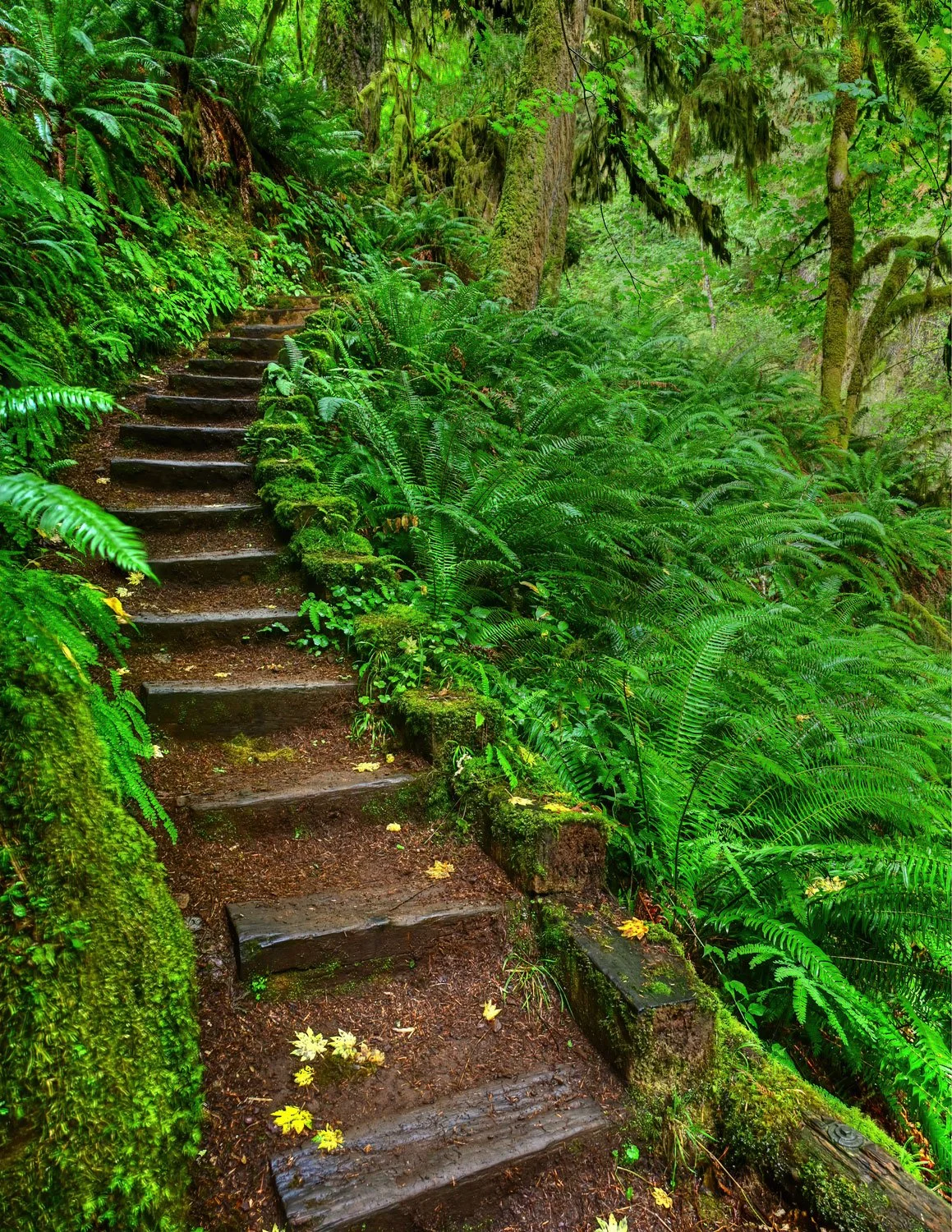An ascending staircase made of landscape timbers and soil in a temerate rainforest with giant ferns and mossy trees.