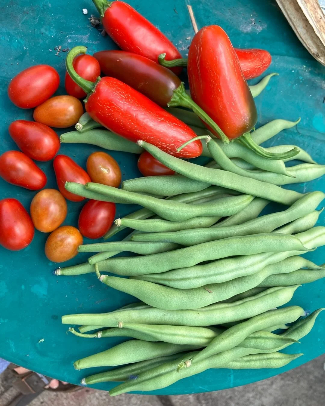 Bounty from the garden! Lemon cukes, beans for days, tiny fun &ldquo;spoon&rdquo; tomatoes, and beans on the vine. Thank you Mother Nature!!
